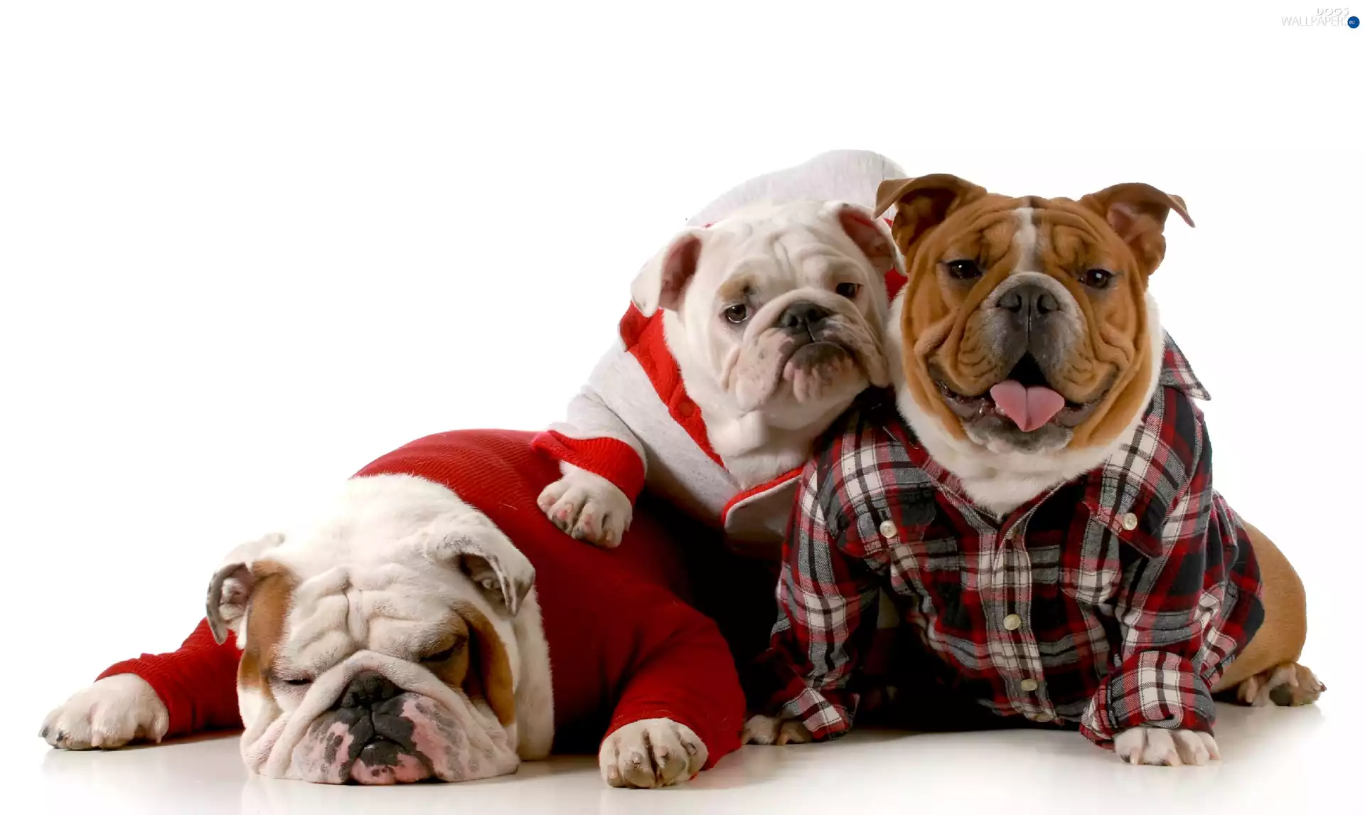 Family, sweet, Bulldogs