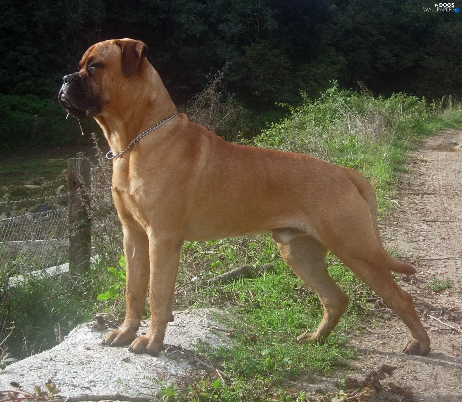 Fance, Bullmastiff