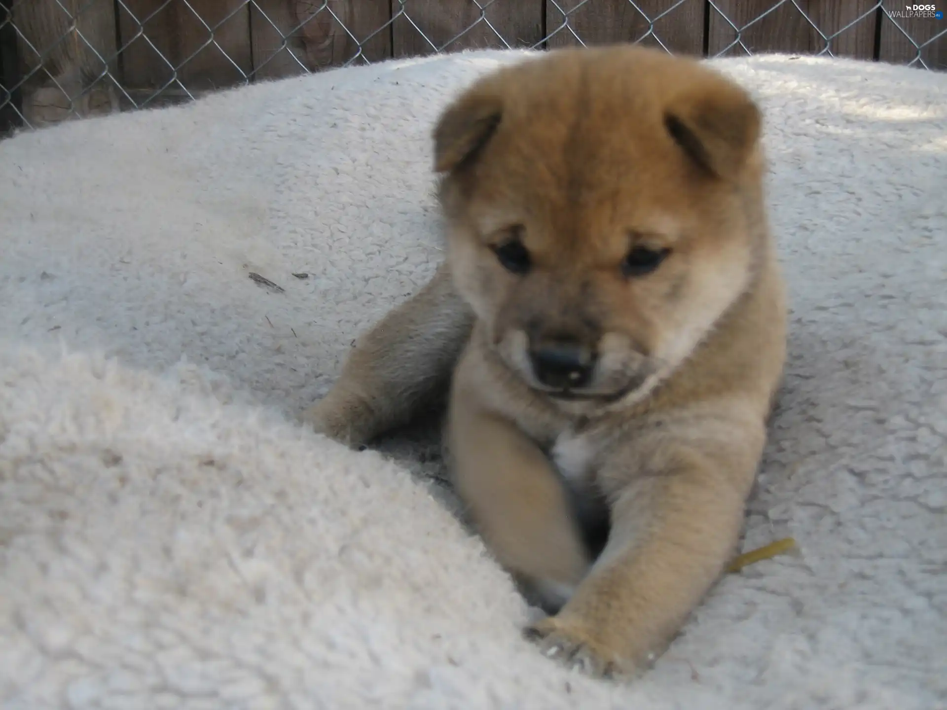 Fance, Shiba inu, honeyed, Puppy