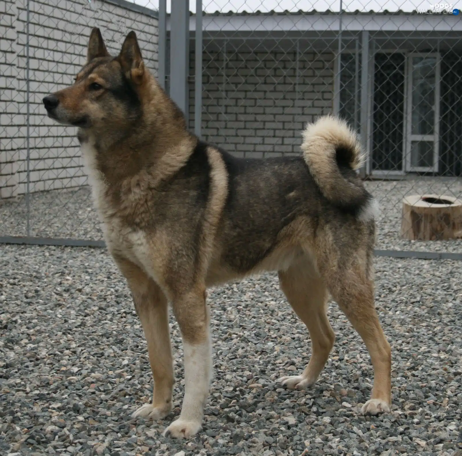 Fance, Pebble, Laika zachodniosyberyjska