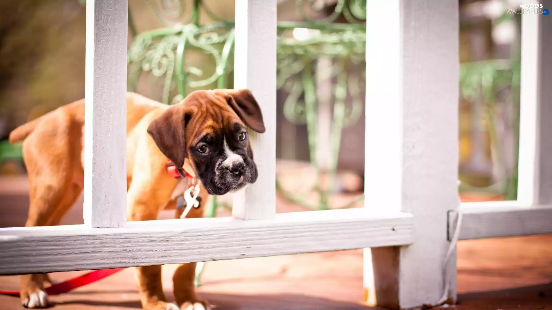 red hot, small, Fance, Puppy, Leash, boxer
