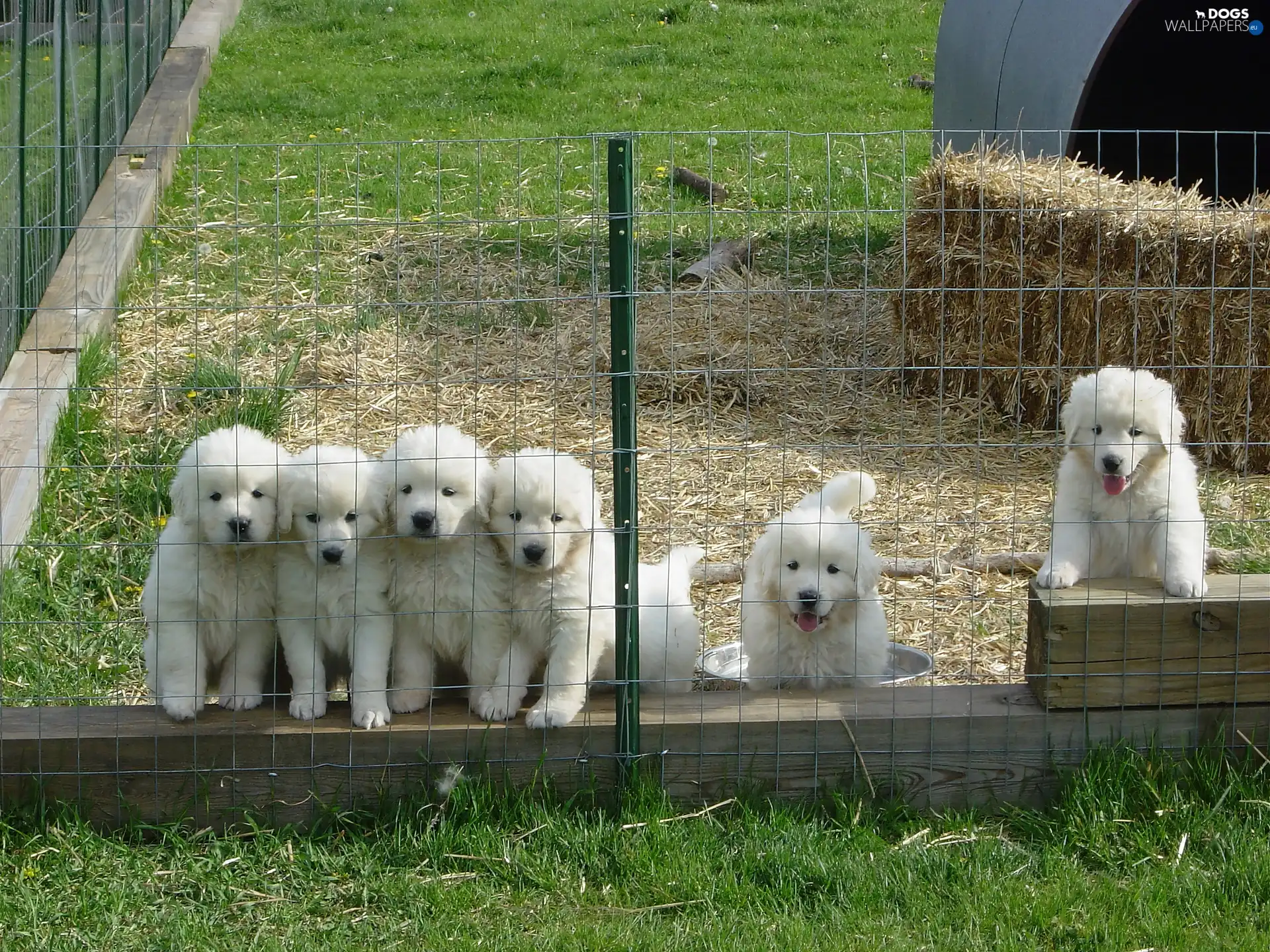 Fance, straw, puppies, Tatra Sheepdogs