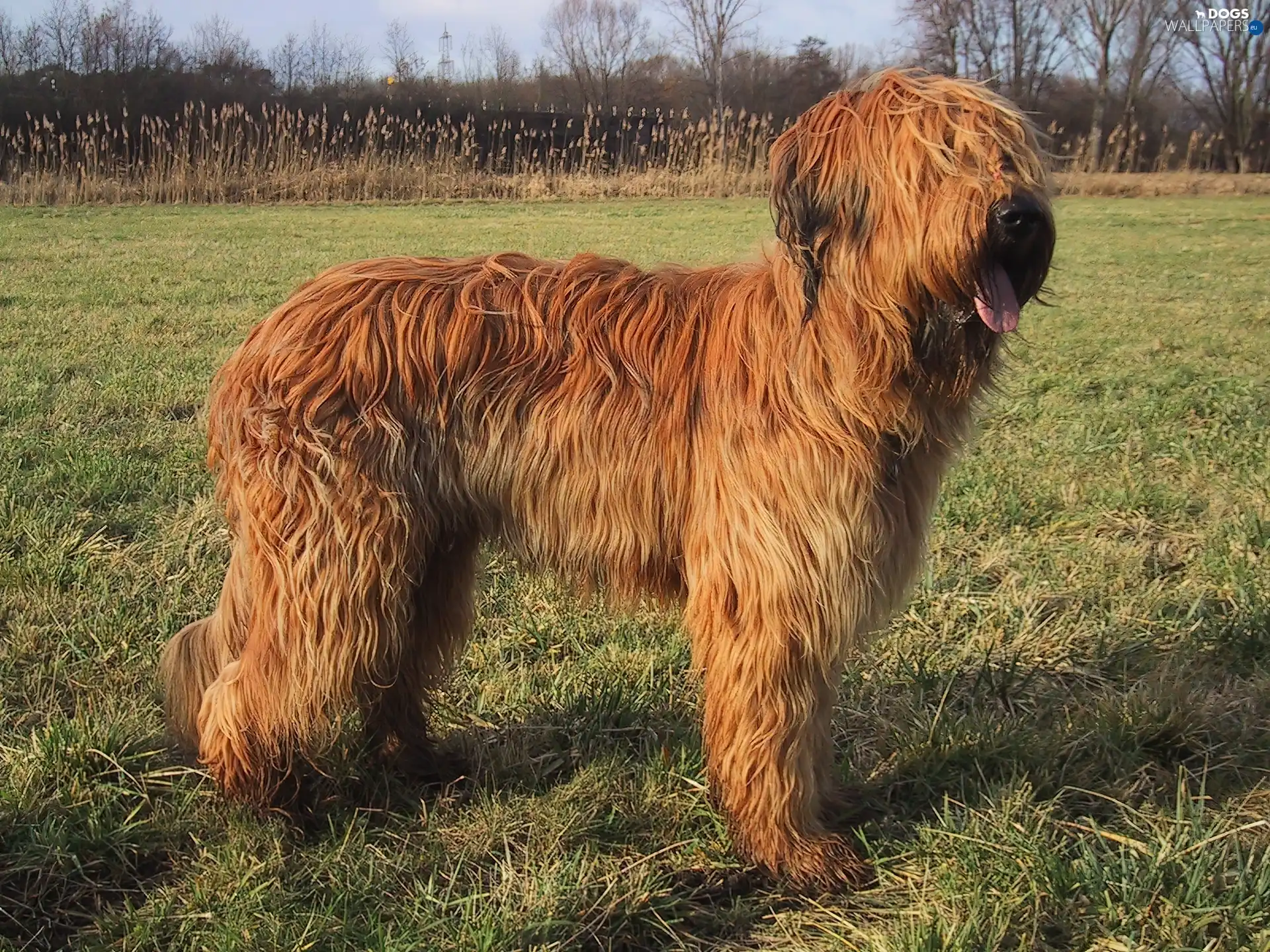 fawn, coat, Shepherd French Briard