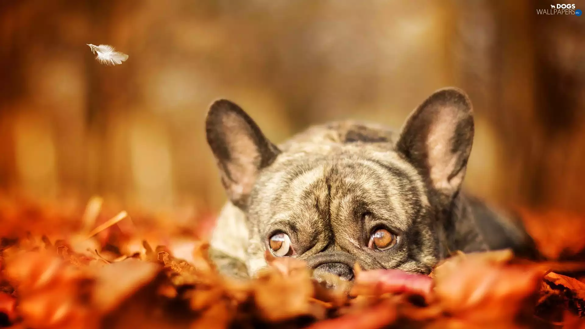 dog, feather, Leaf, French Bulldog