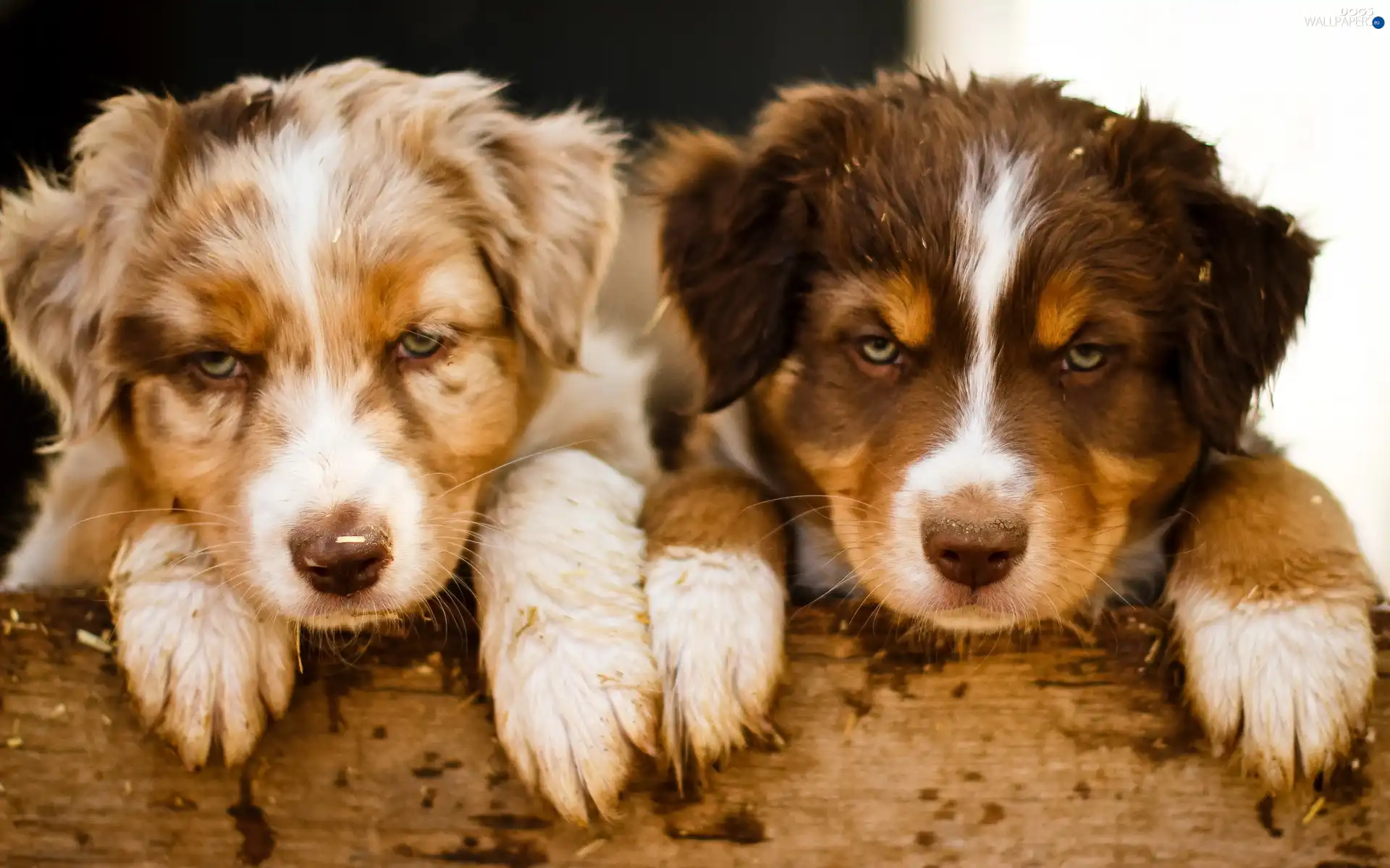 board, feet, Two cars, Australian Shepherd, puppies