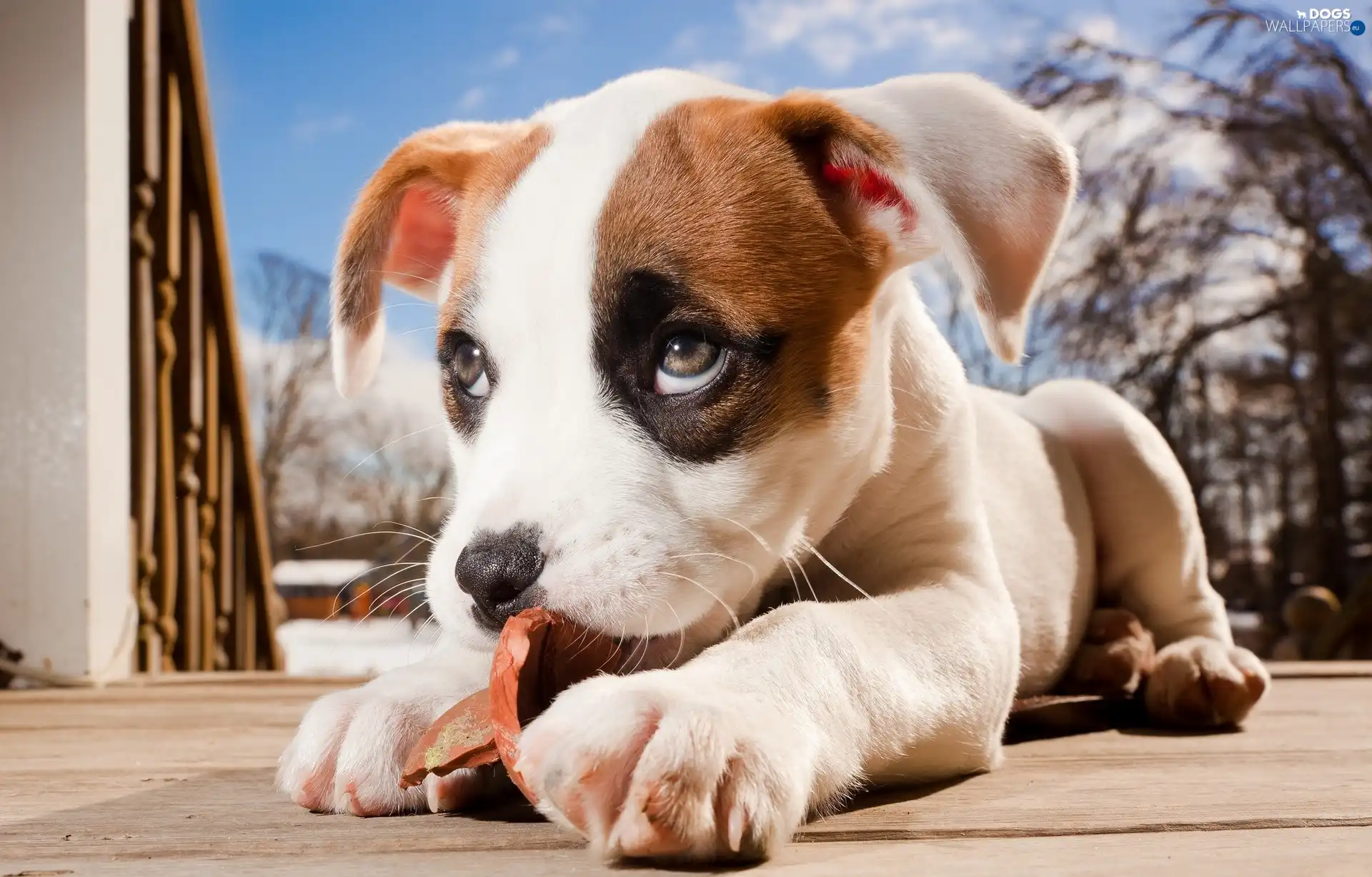 doggy, feet, small
