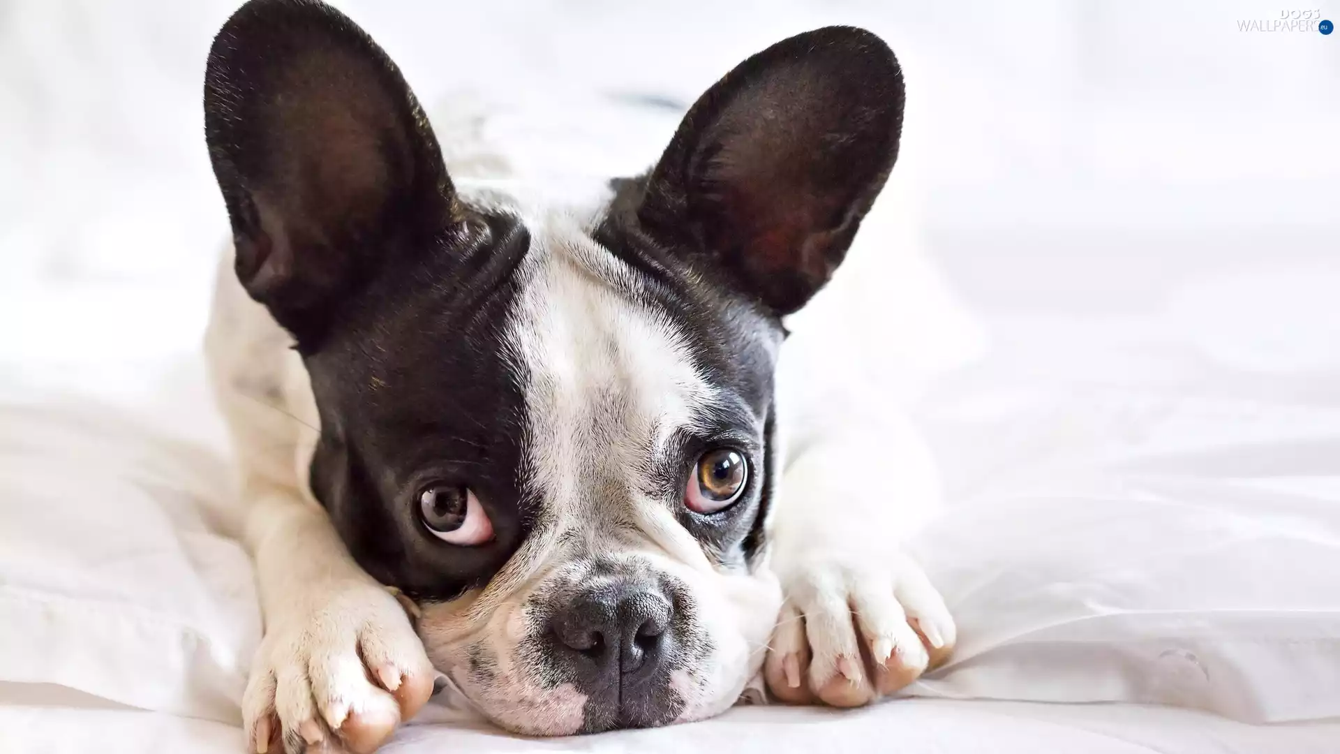 Big, dog, Head, feet, ears, French Bulldog