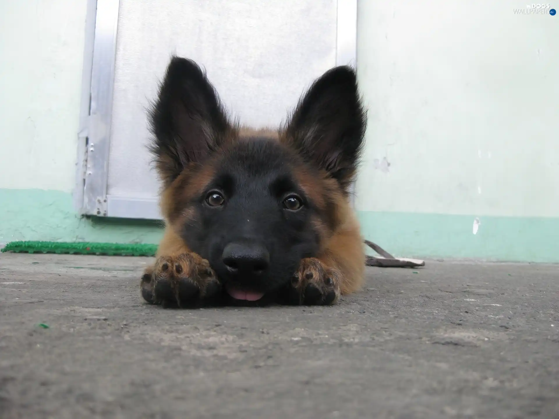 feet, Belgian Shepherd Malinois, Head