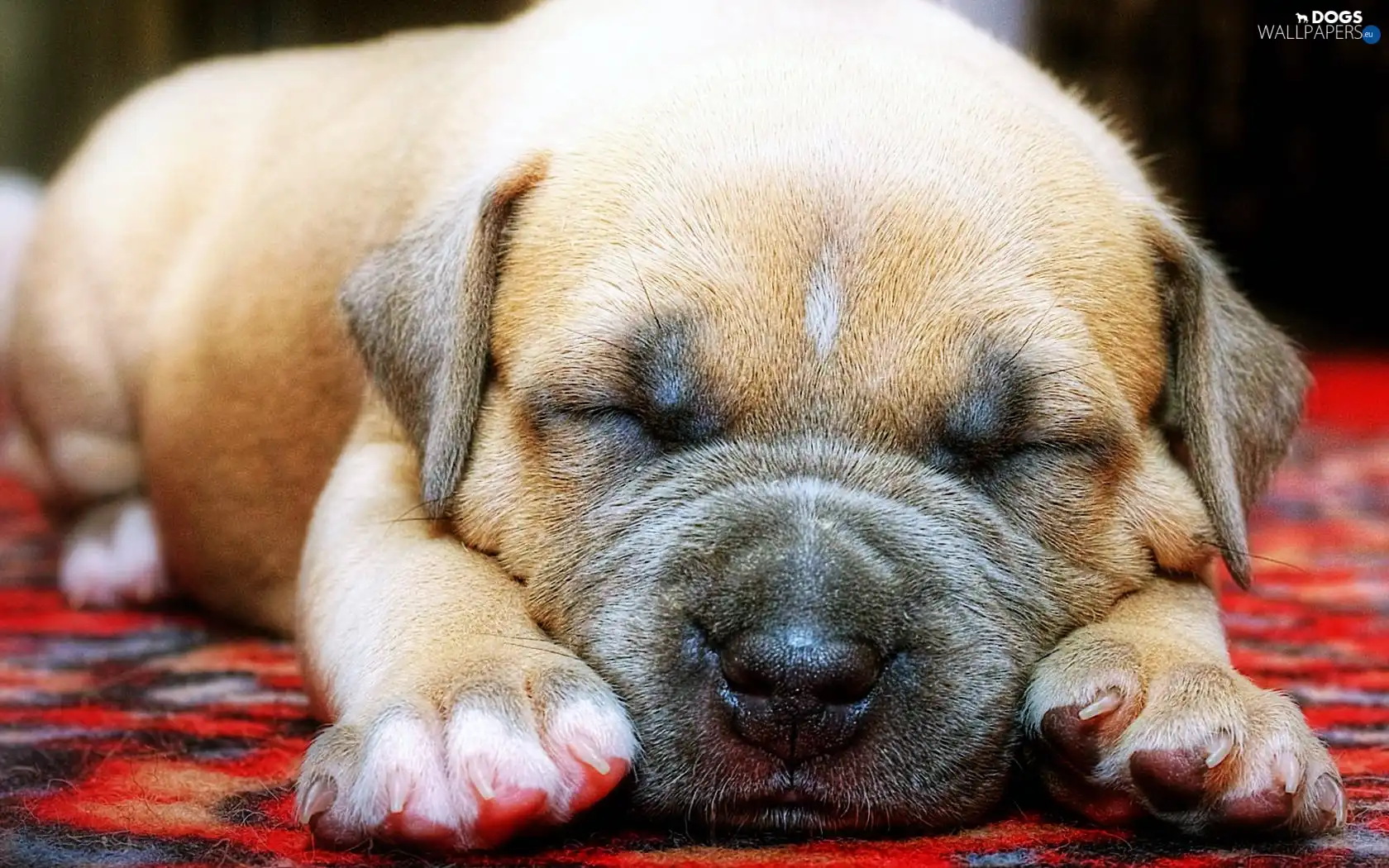 puppie, feet, sleepy