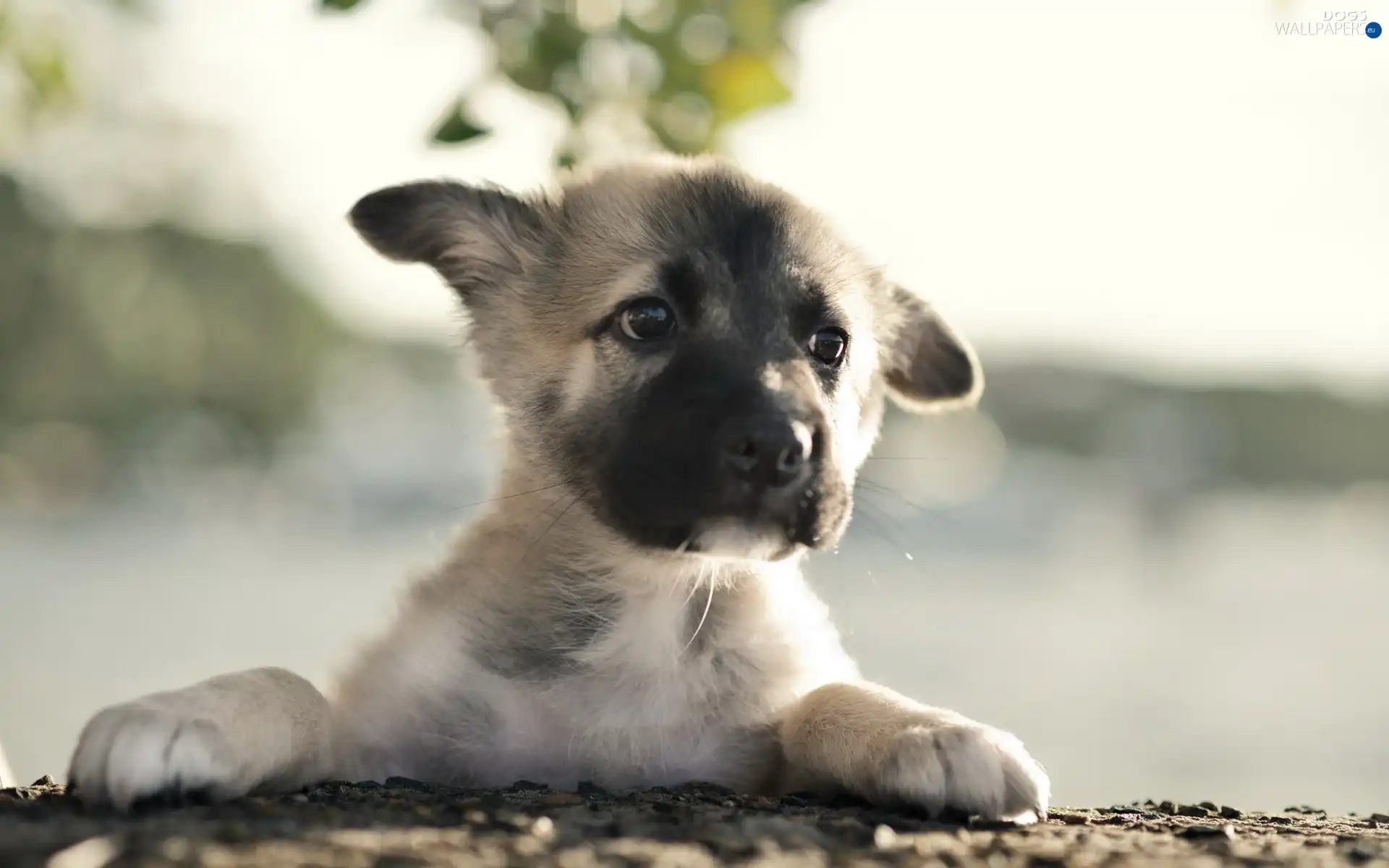feet, Bullmastiff, puppie
