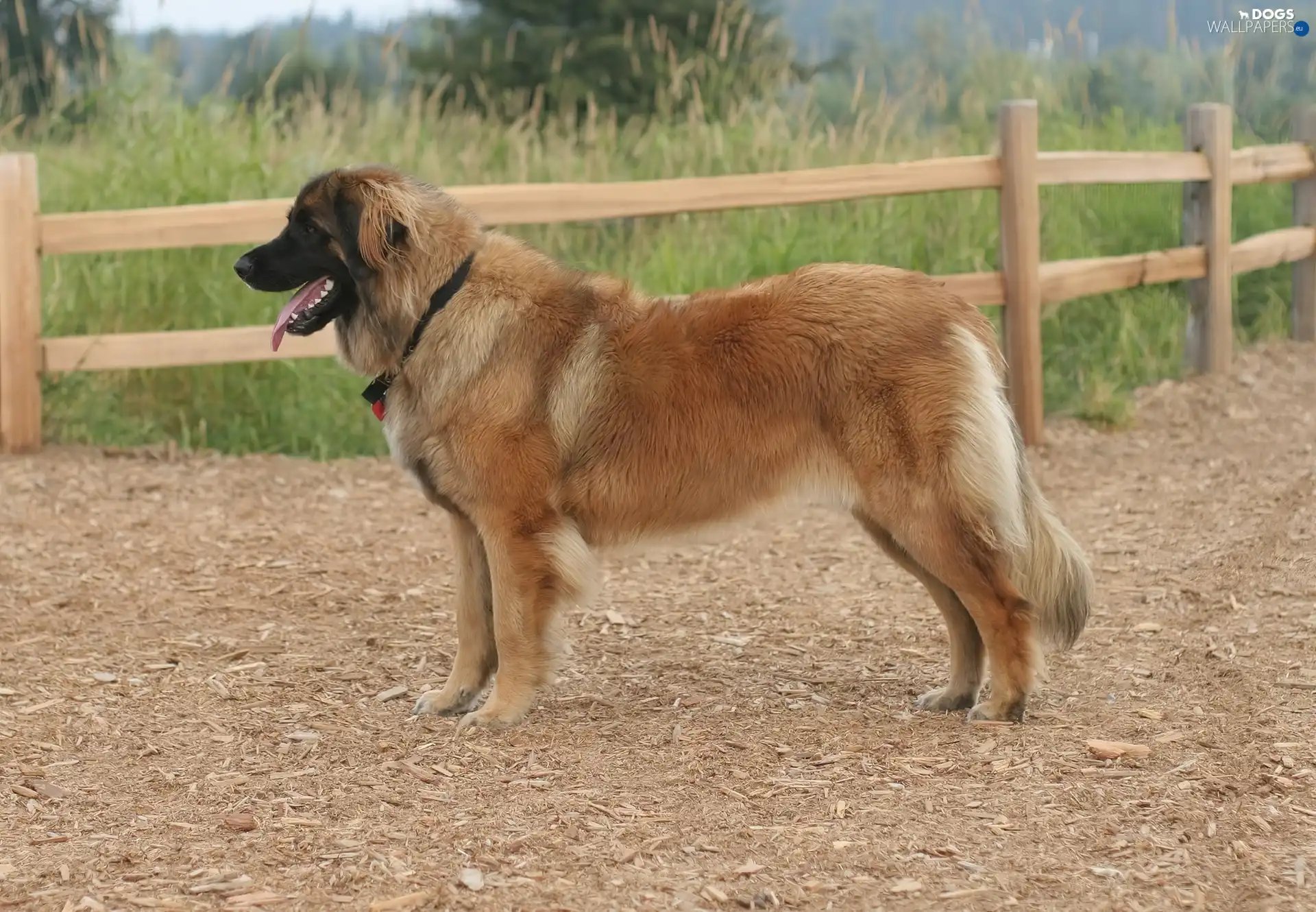 wood, fence, Leonberger