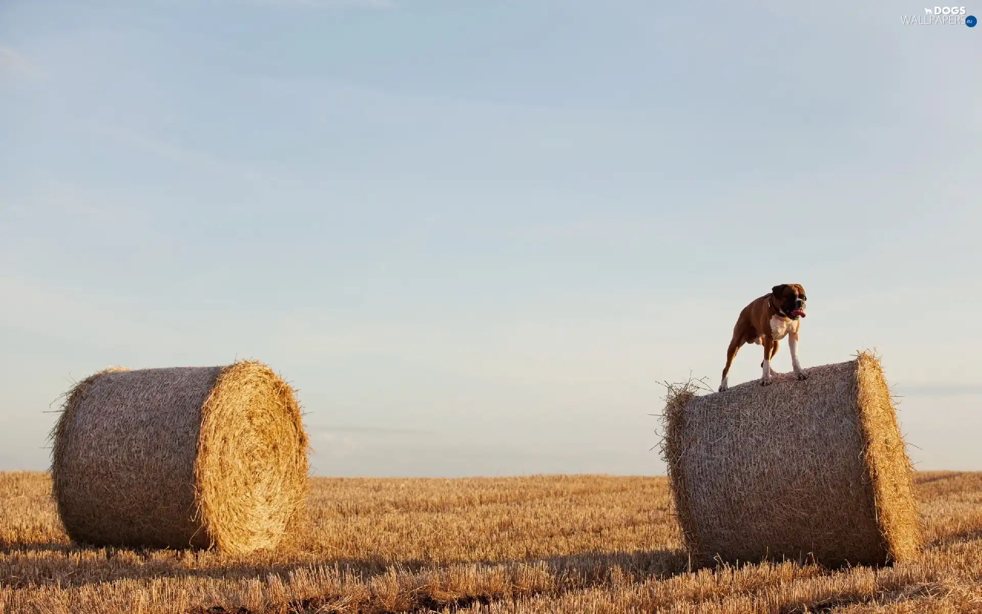 Field, Sky, dog, boxer