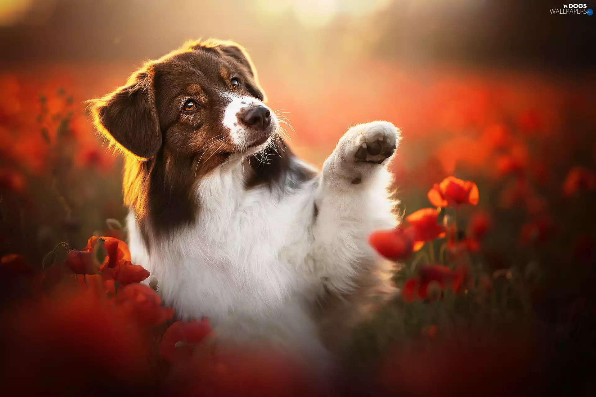 dog, Field, papavers, Australian Shepherd