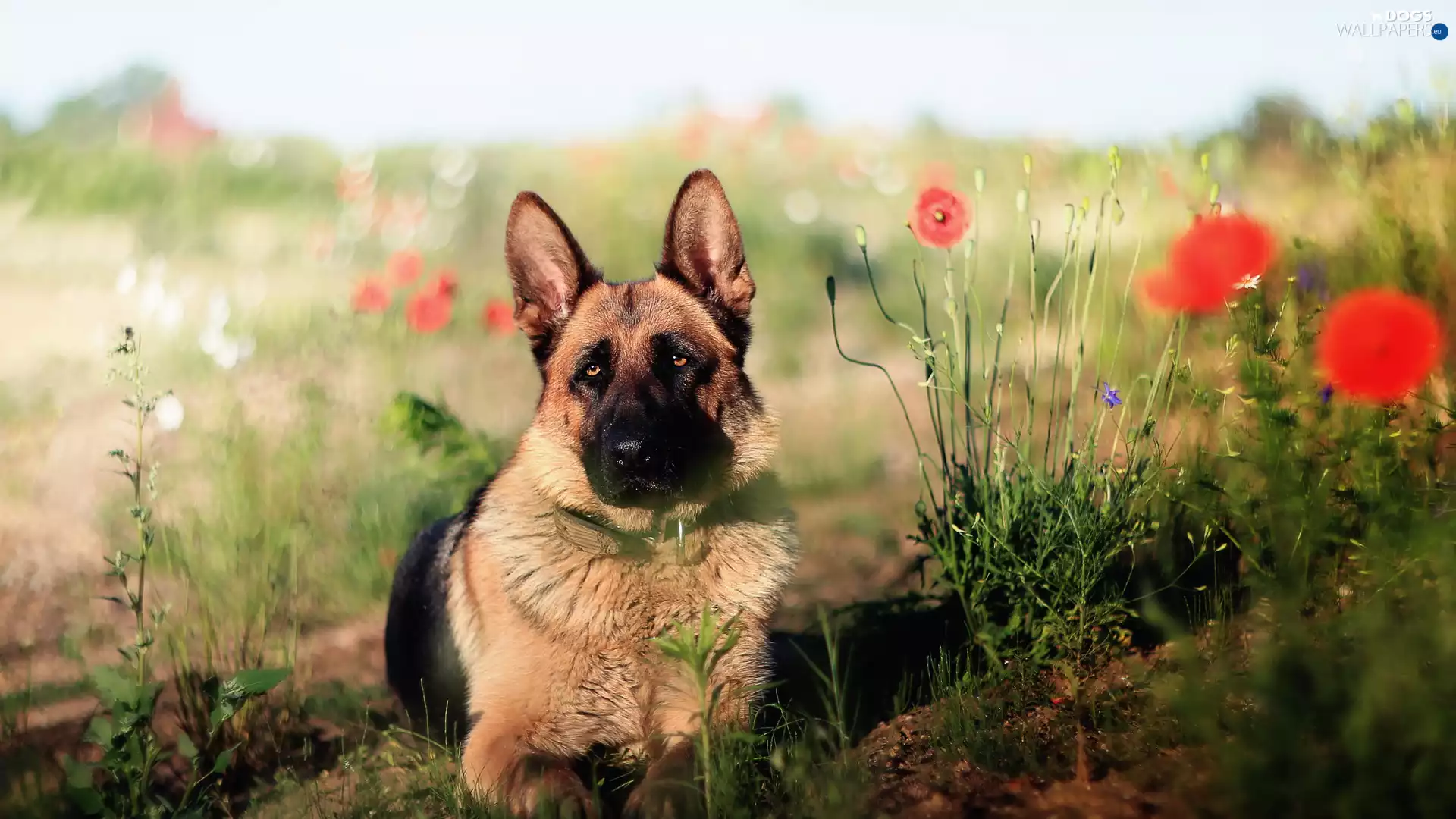 papavers, German Shepherd, Field