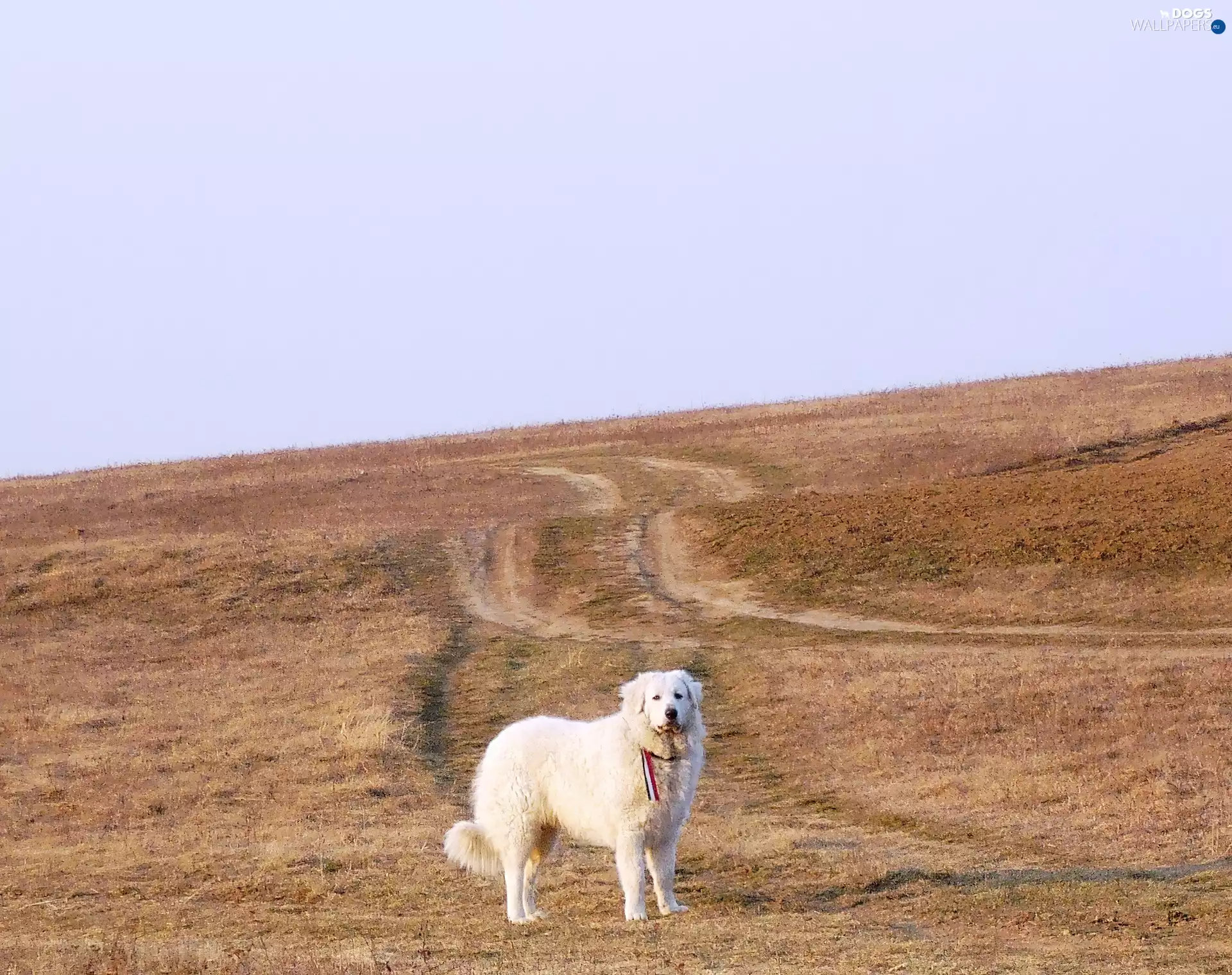 Shepherd Hungarian Kuvasz, Field