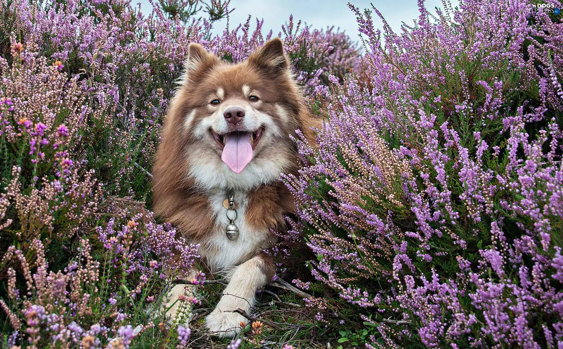 Finnish Lapphund, heather