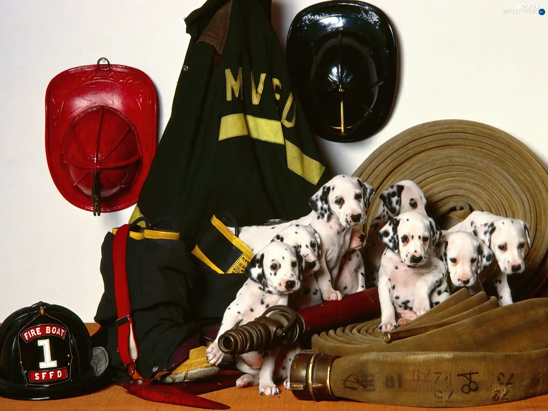 fire, equipment, puppies, Dalmatians