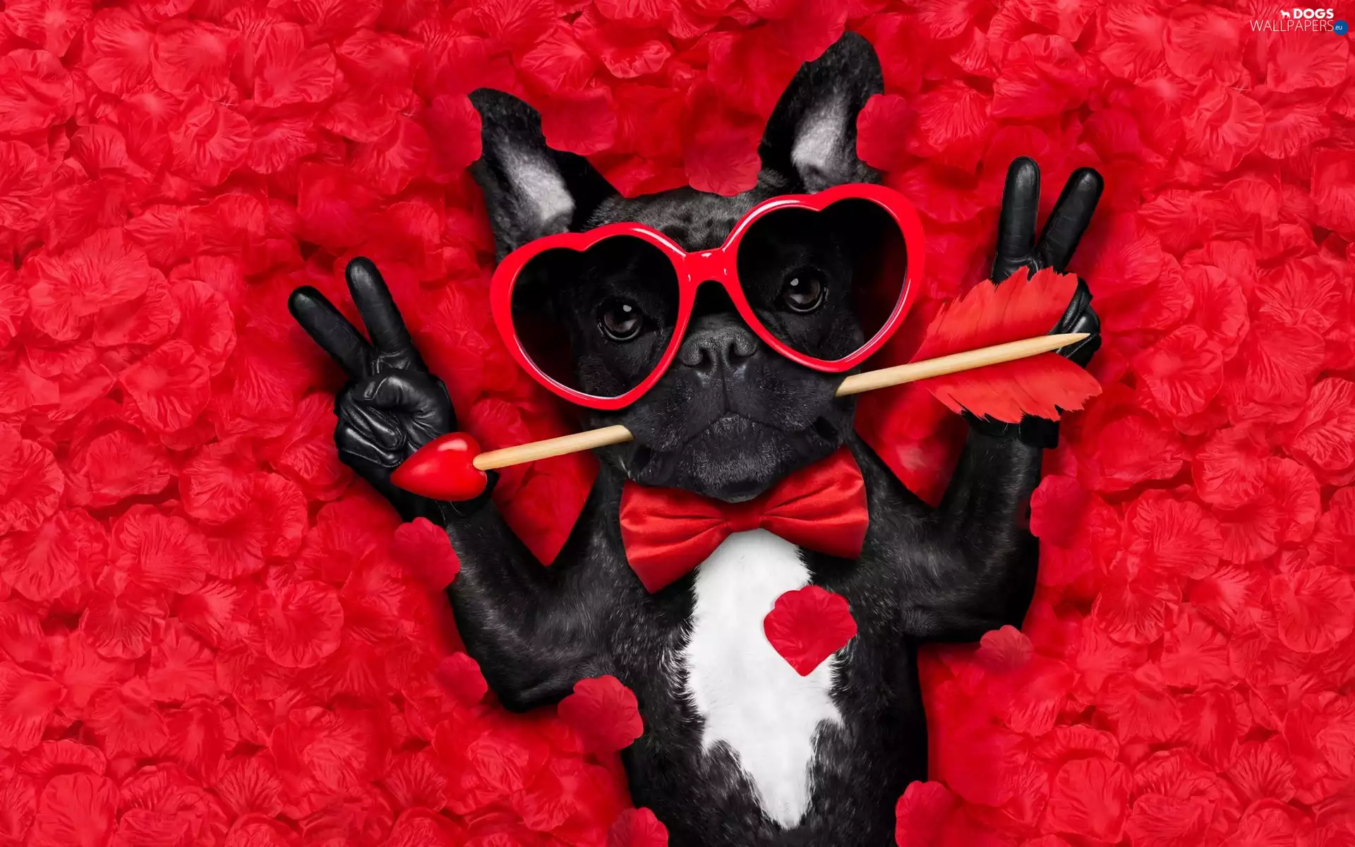 Funny, dog, Arrow, flakes, Glasses, French Bulldog