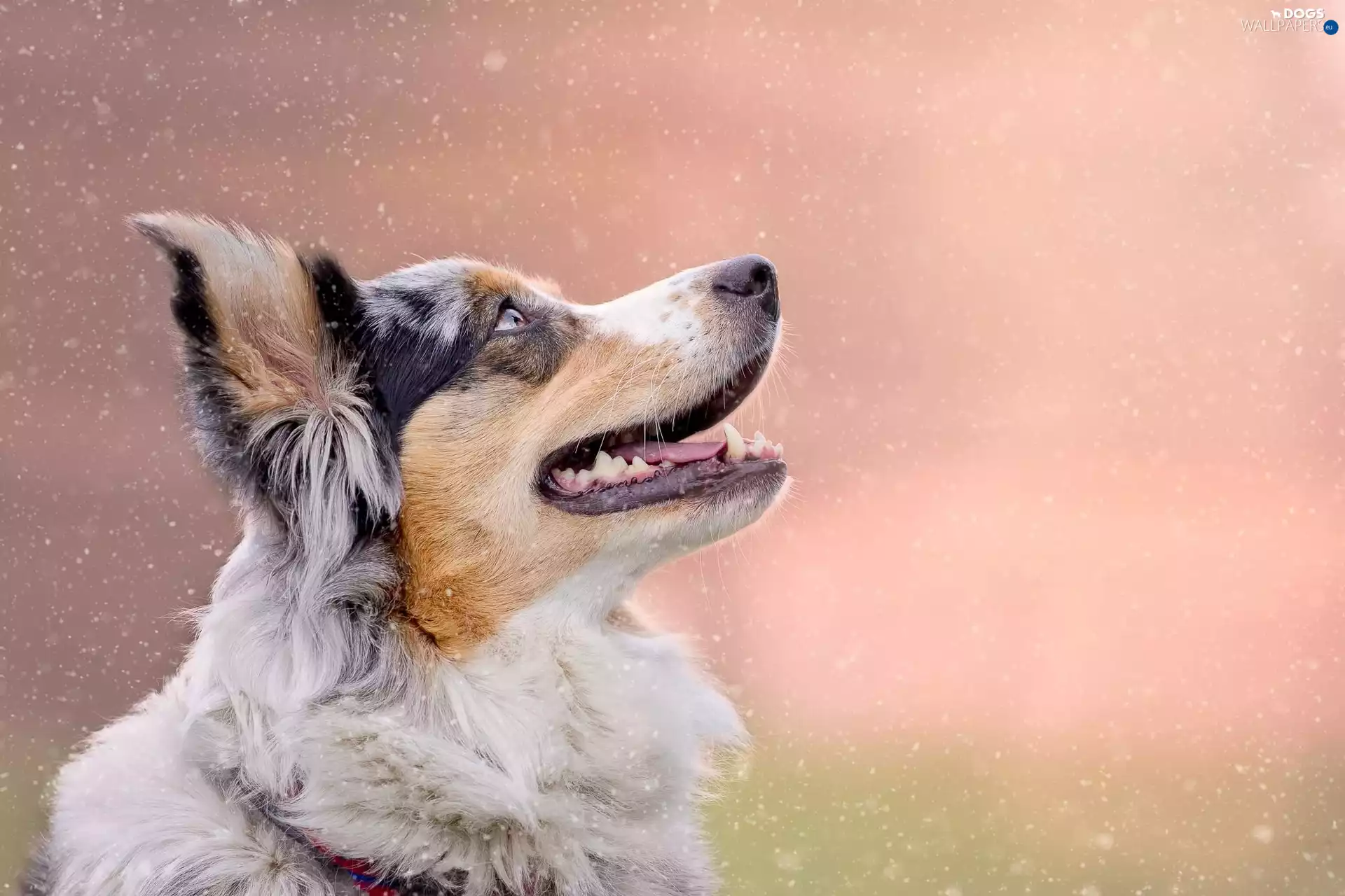 snow, Australian Shepherd, flakes