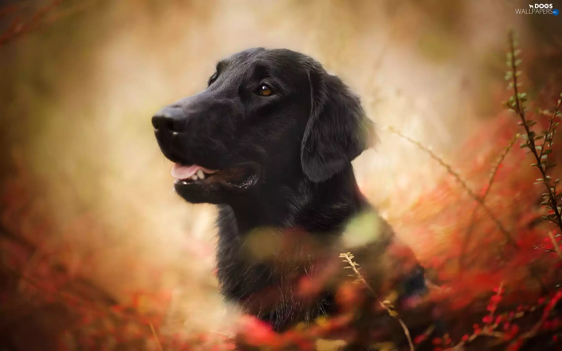 branch pics, dog, Flat coated retriever