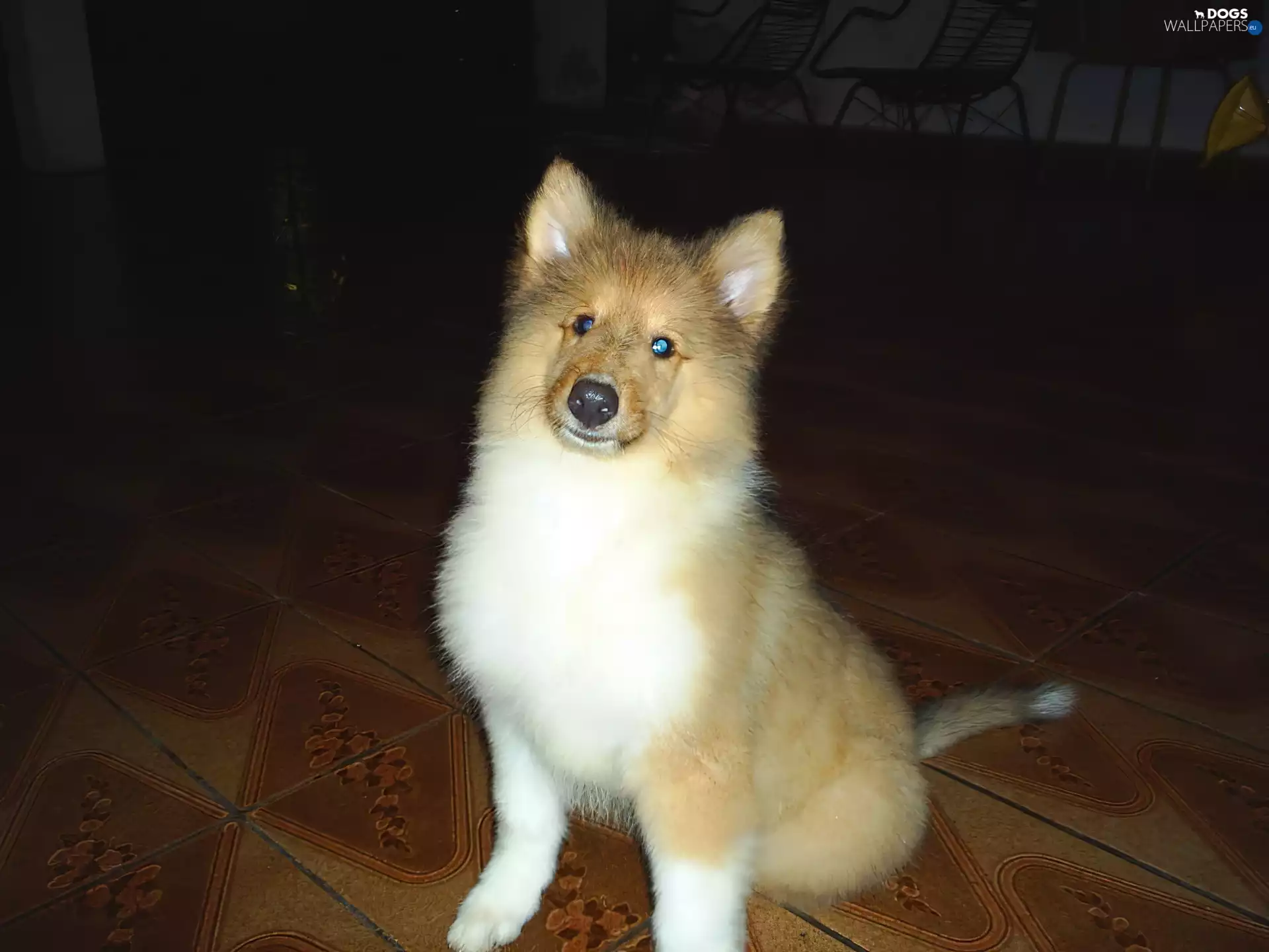 floor, puppie, Longhaired