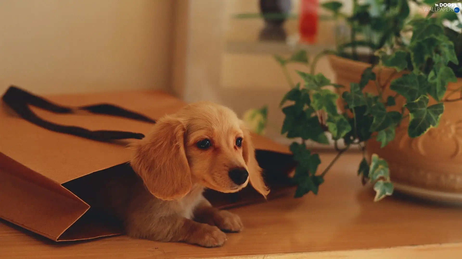 dachshund, Flower, puppie, bag