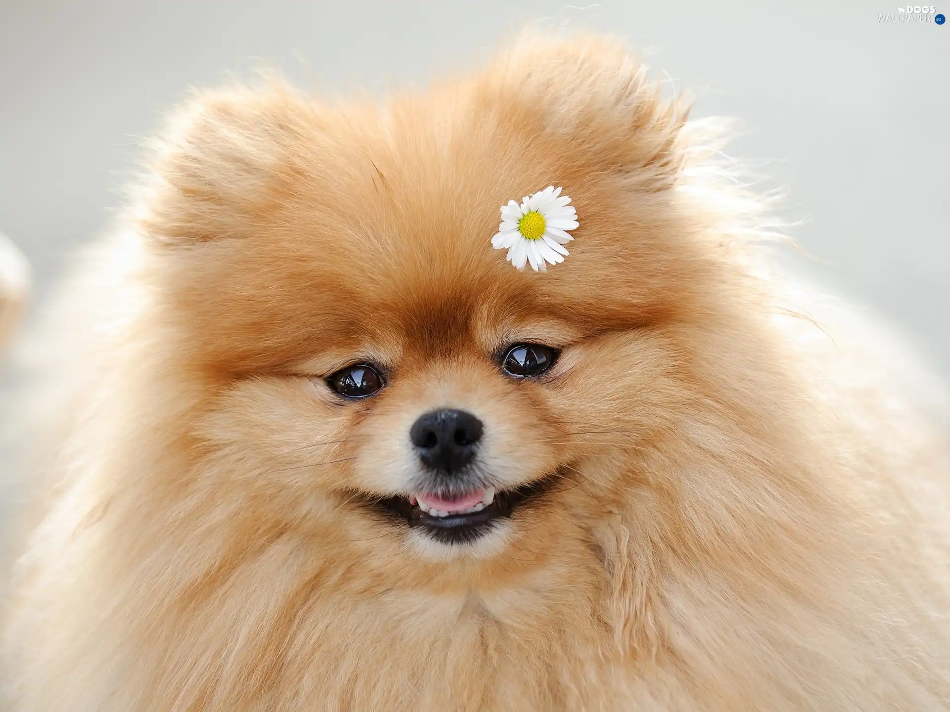 point, Flower, fluffy