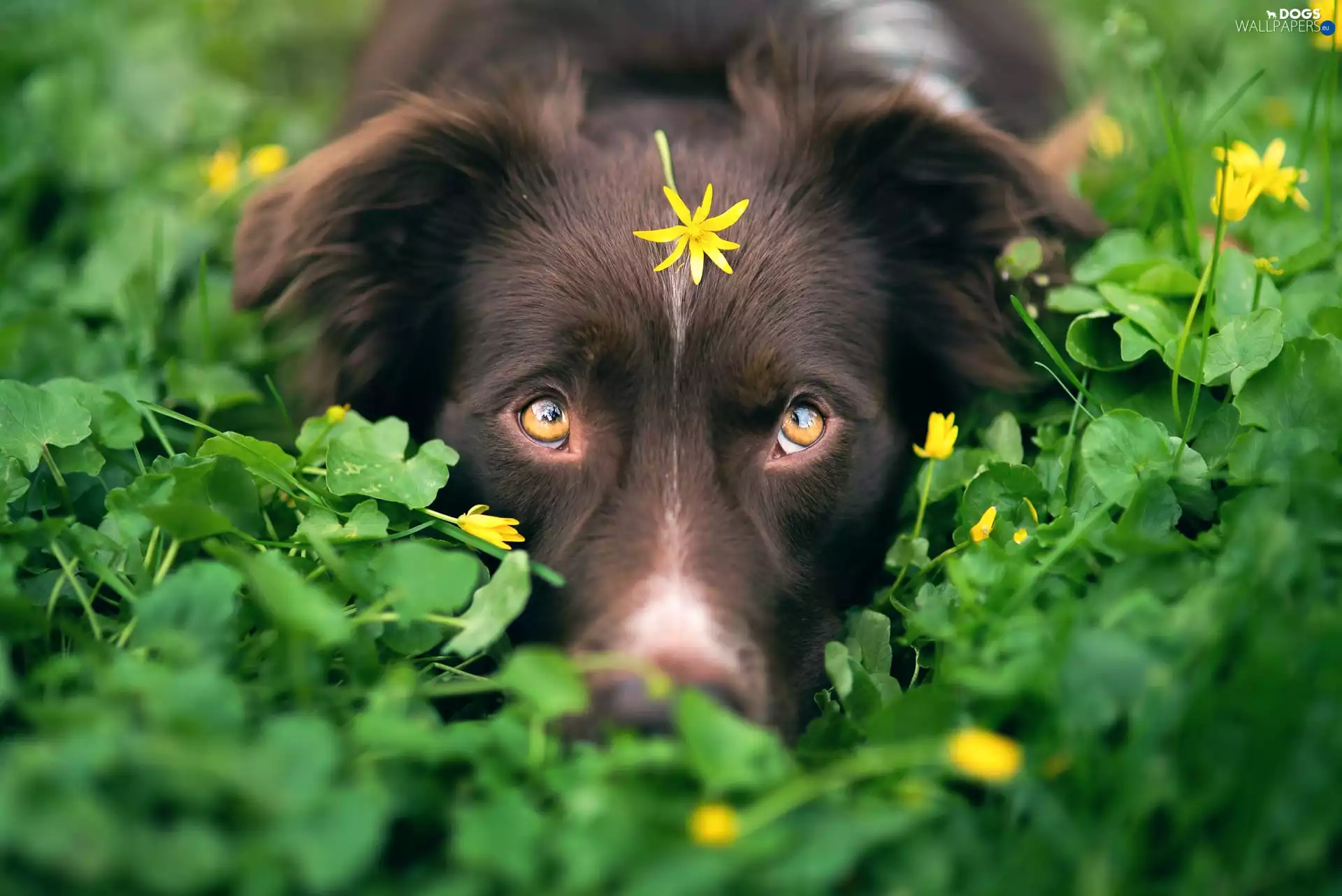 Eyes, Australian Shepherd, Yellow, muzzle, dog, Plants, Flower