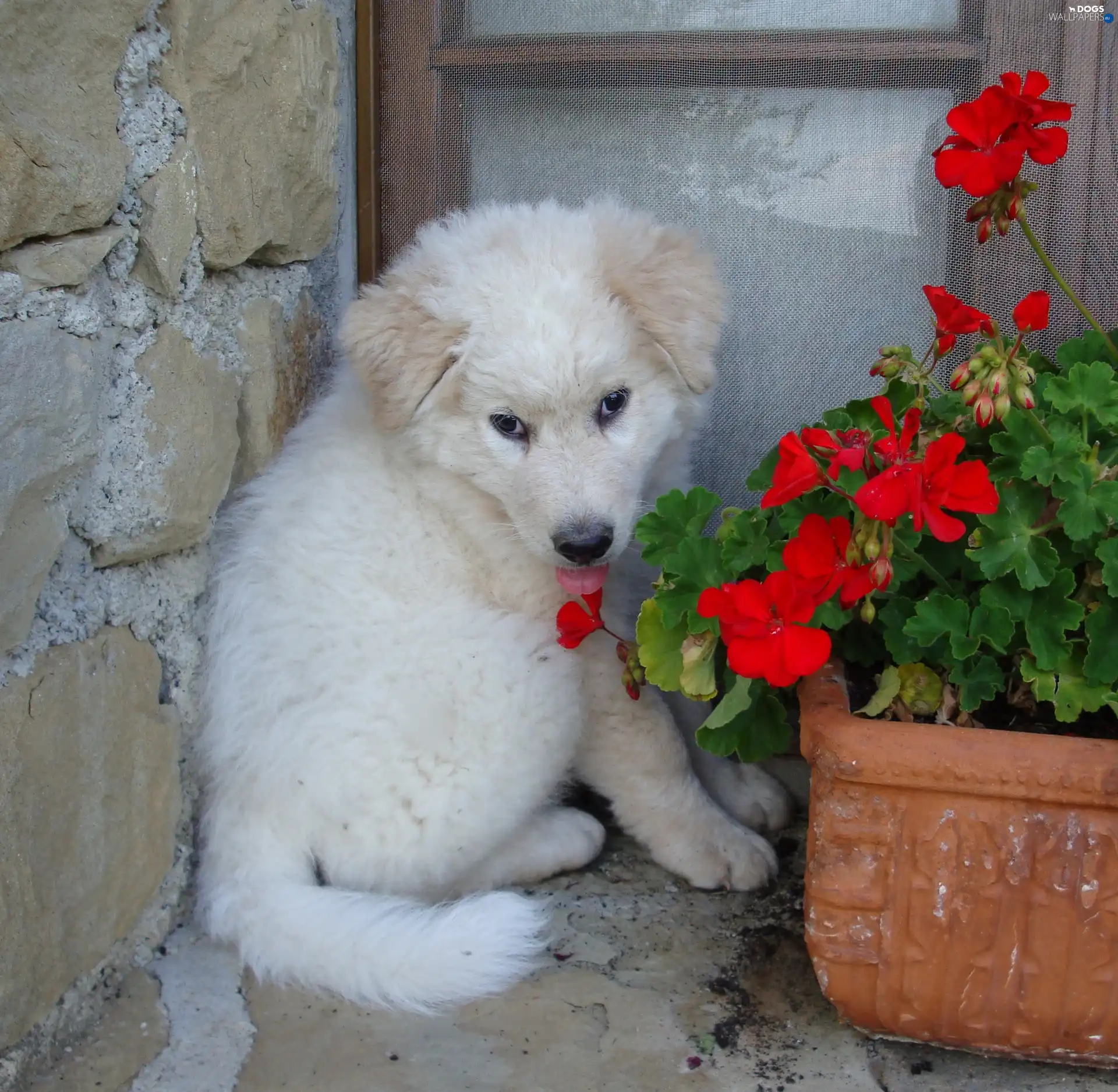 Flowers, Red, Maremmano-abruzzese, bowl