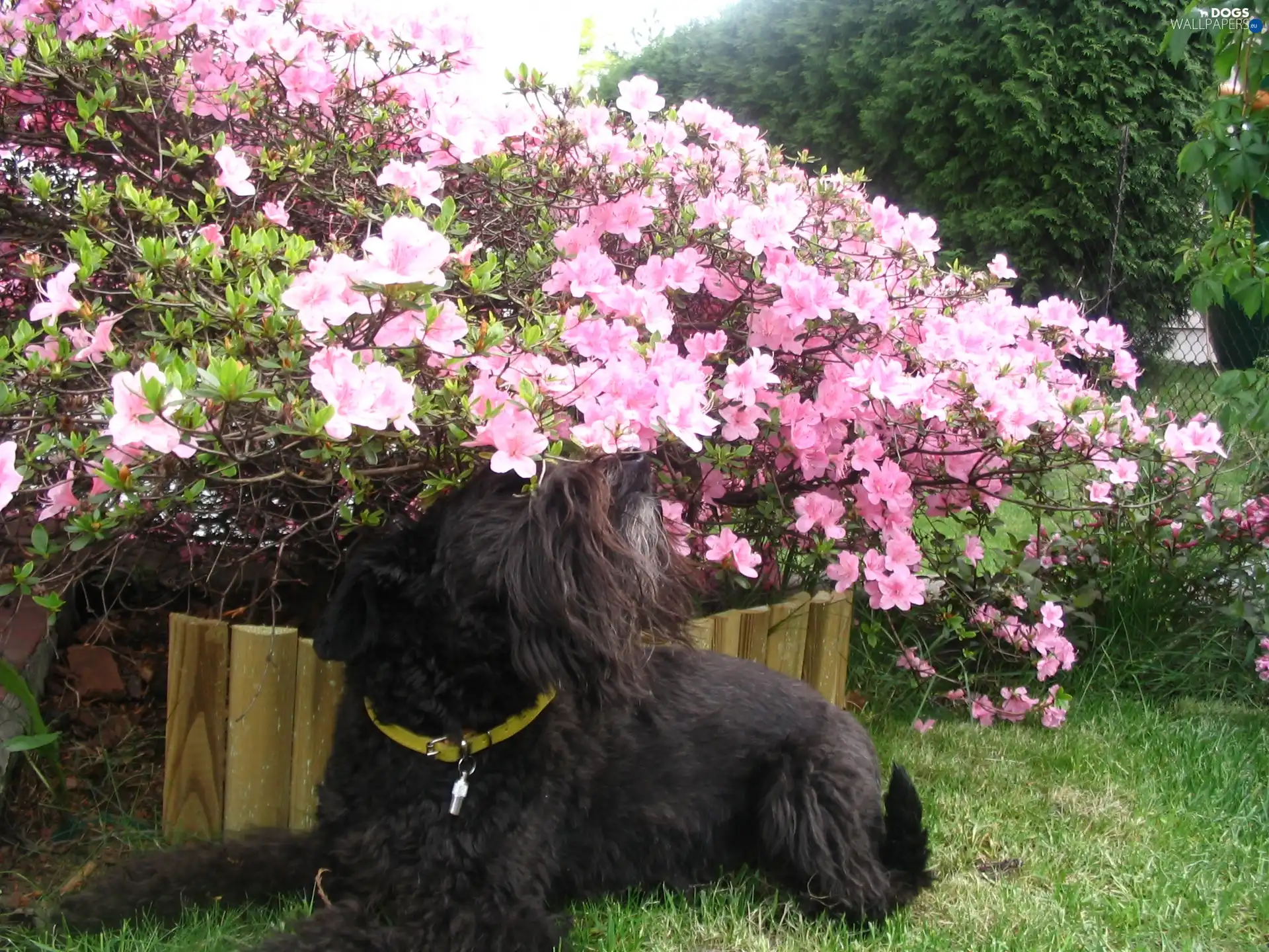 Schnauzer, Flowers