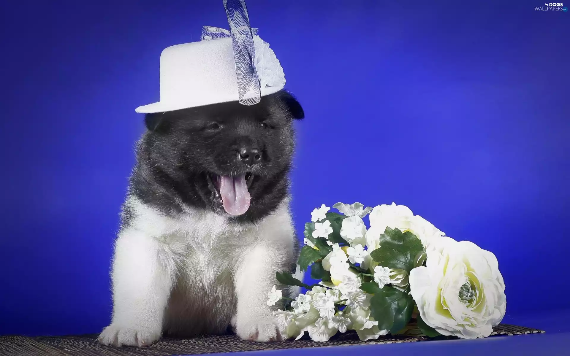 Puppy, Flowers, American akita, Hat