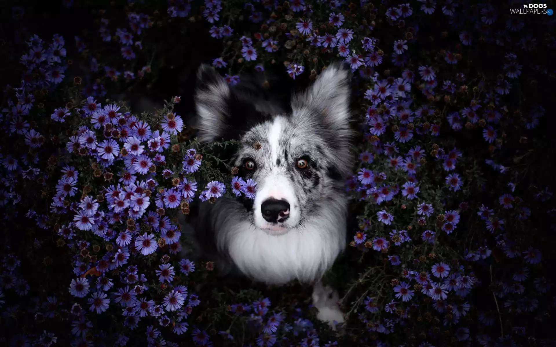 dog, Flowers, Aster, Border Collie
