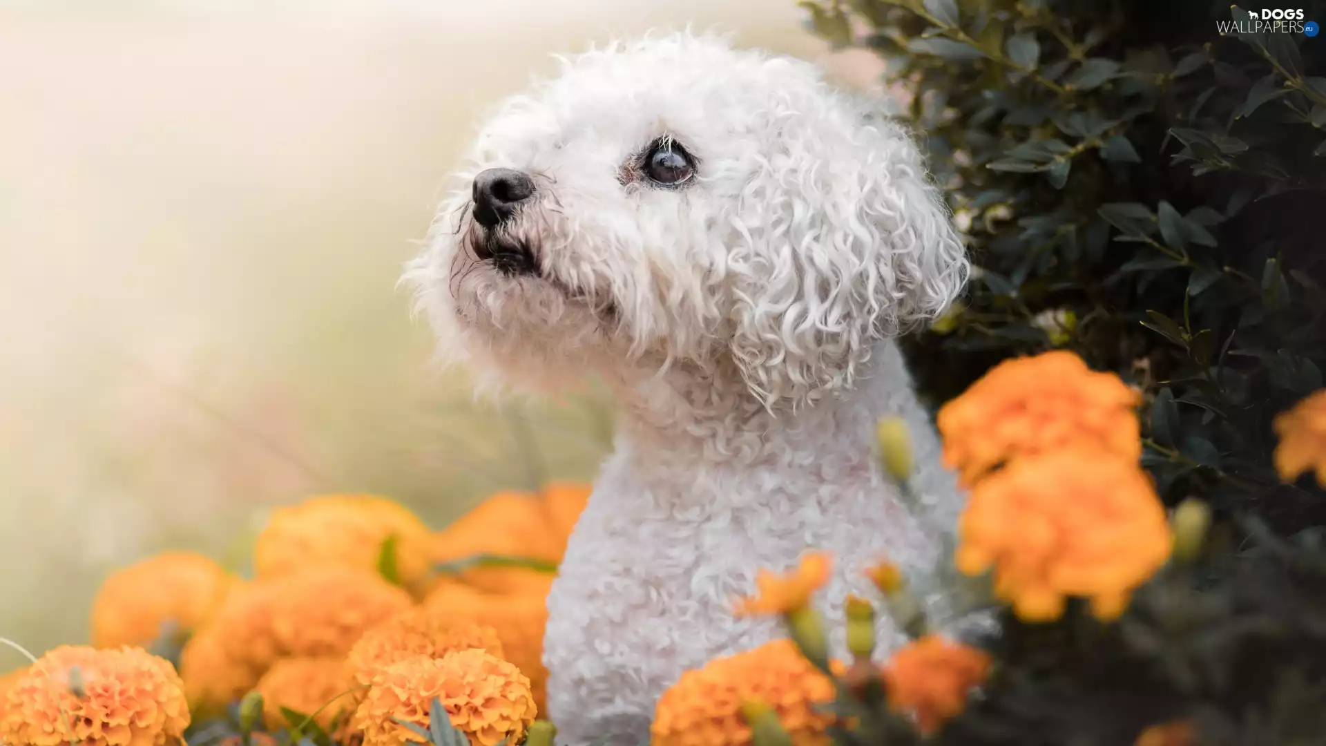 dog, Flowers, Aztec Marigold, poodle