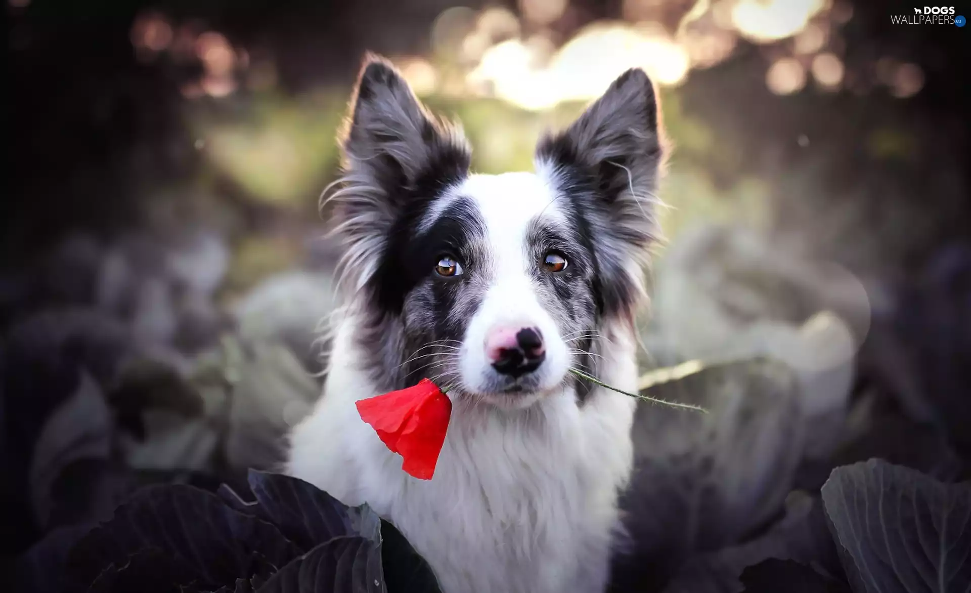 background, dog, Colourfull Flowers