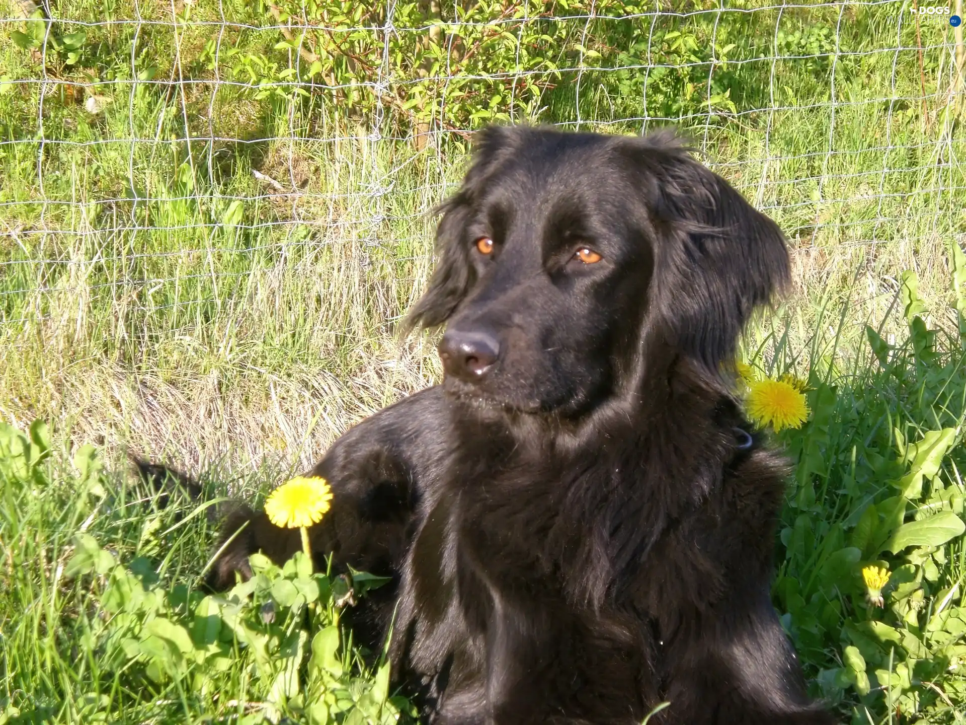 Flowers, Yellow, Black, Hovawart