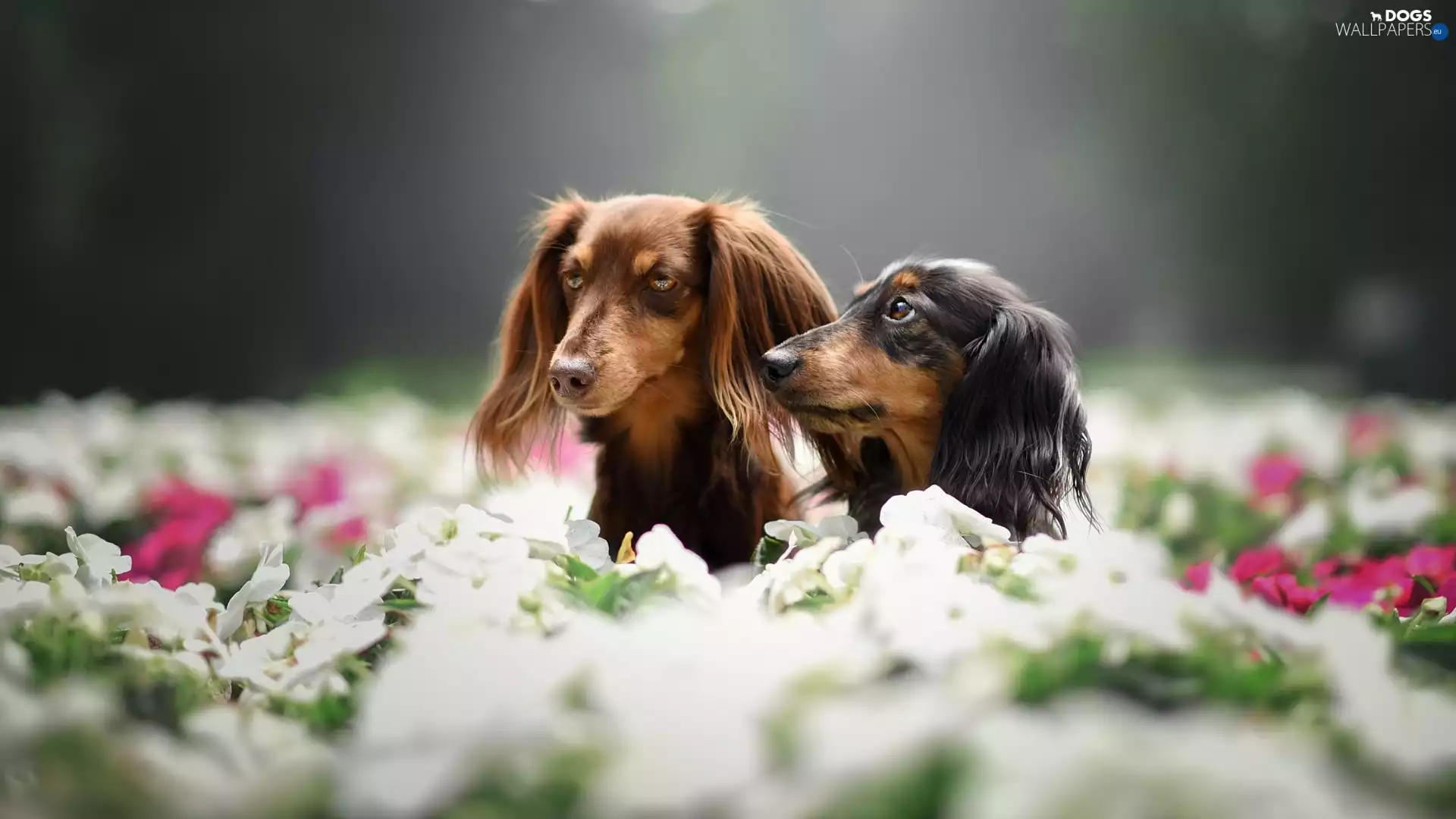 Dogs, Flowers, blur, Longhaired Dachshunds