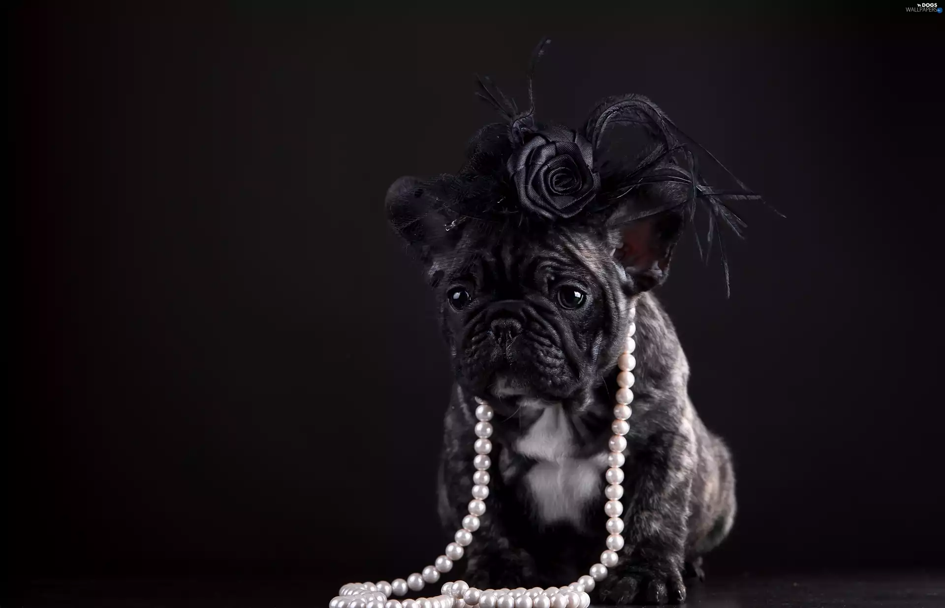 french, dog, Artificial, Flowers, Pearl, Buldog