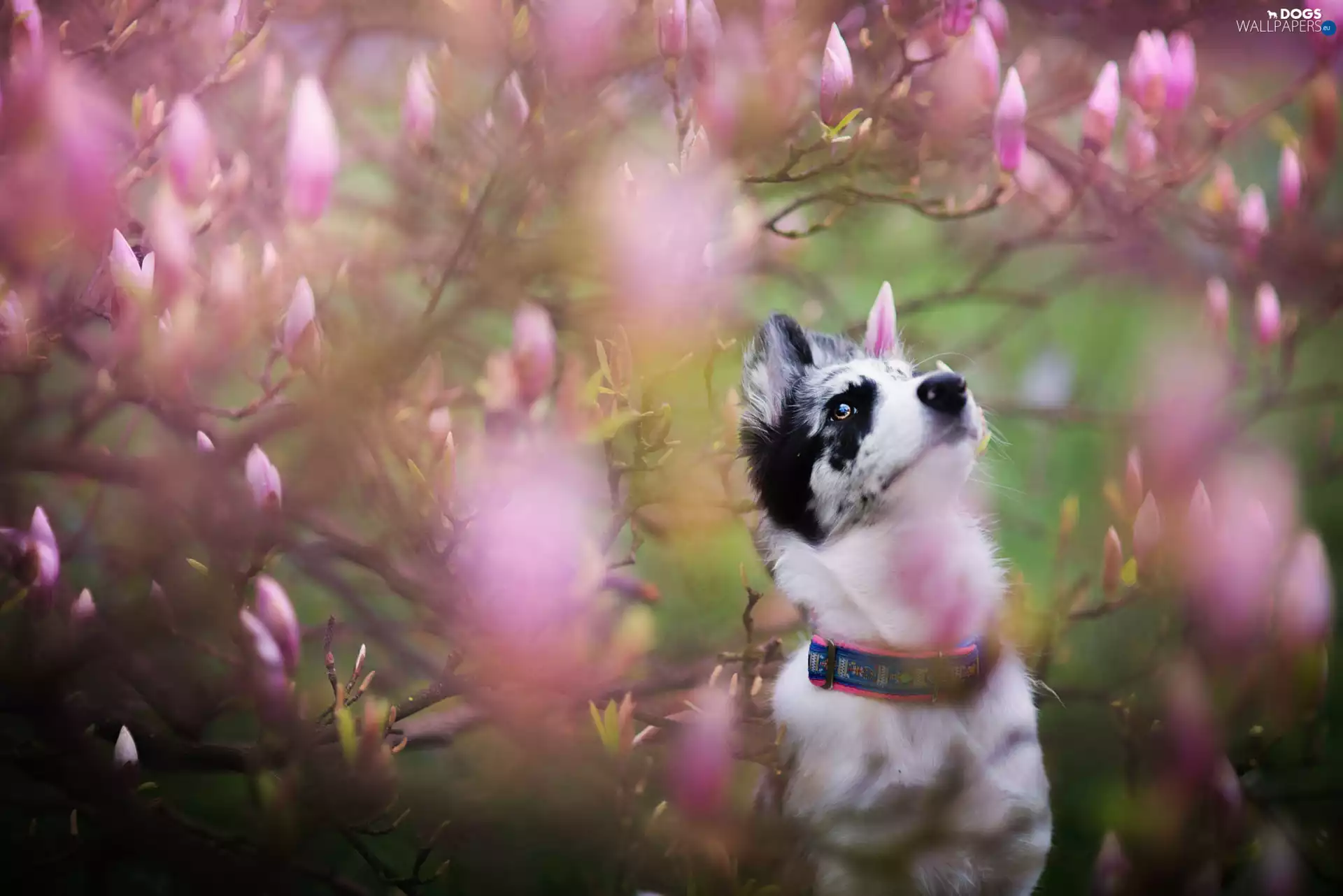 Flowers, dog, Bush