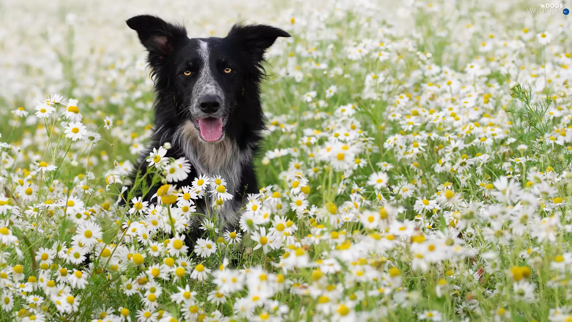 dog, Flowers, camomiles, Border Collie