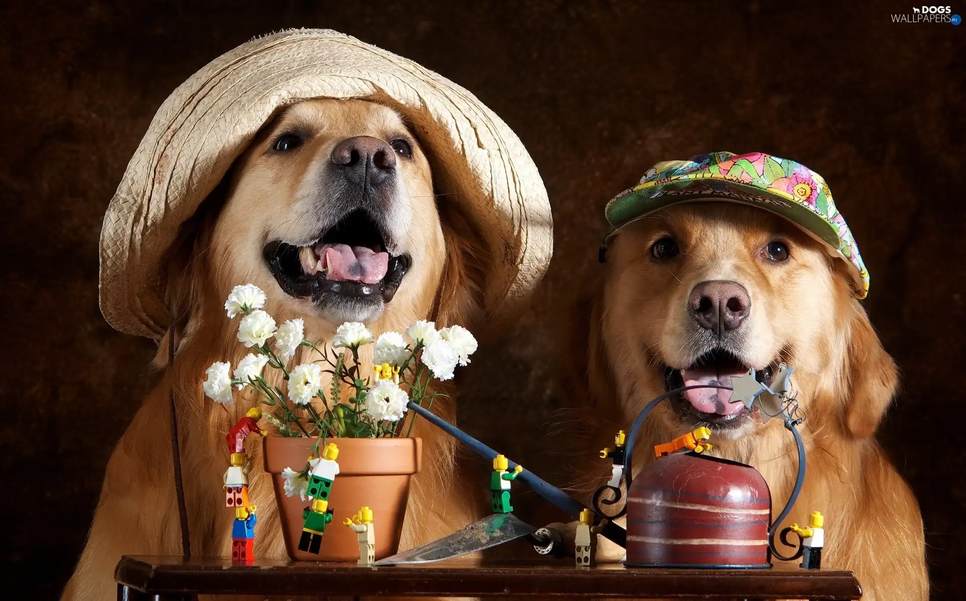 Flowers, caps, Two cars, puppies