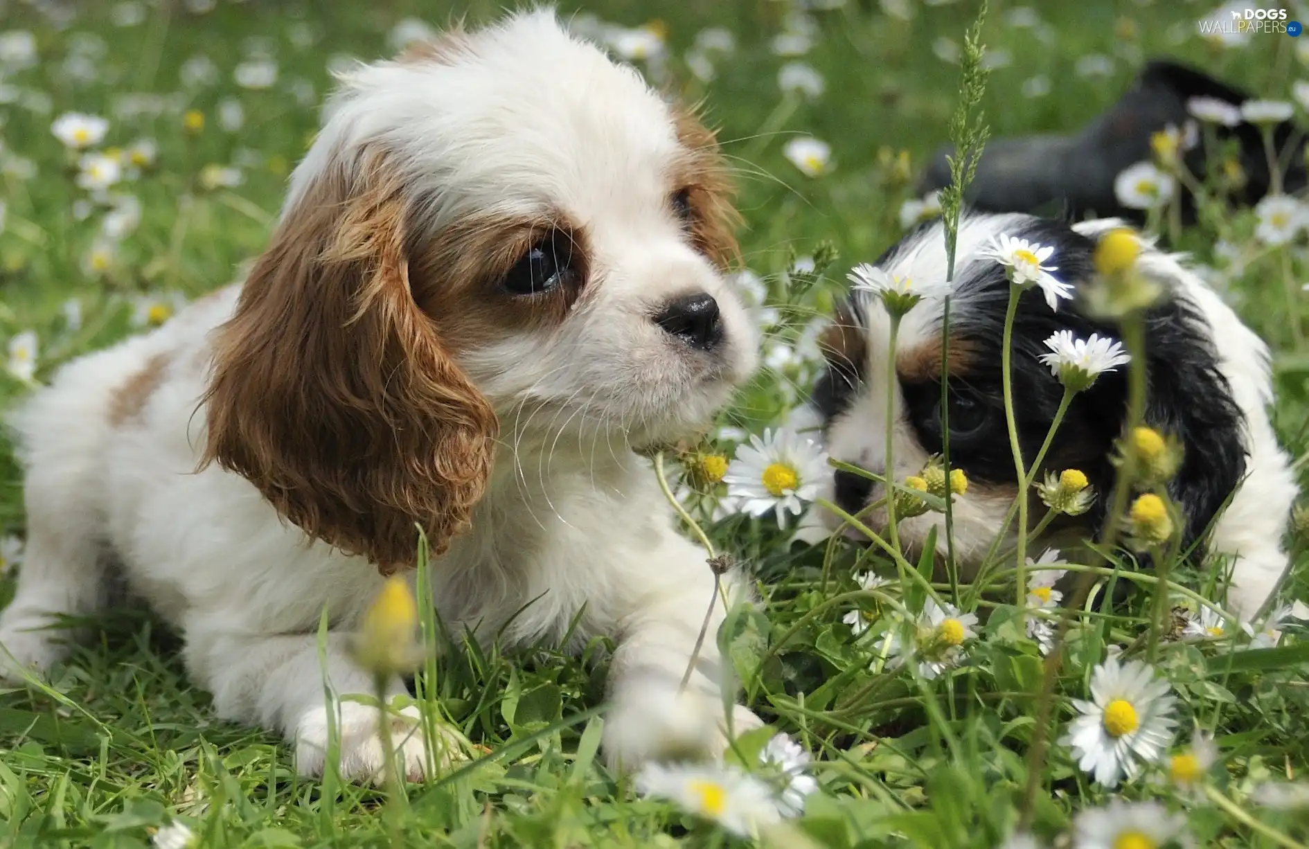 Flowers, grass, Two cars, Puppies
