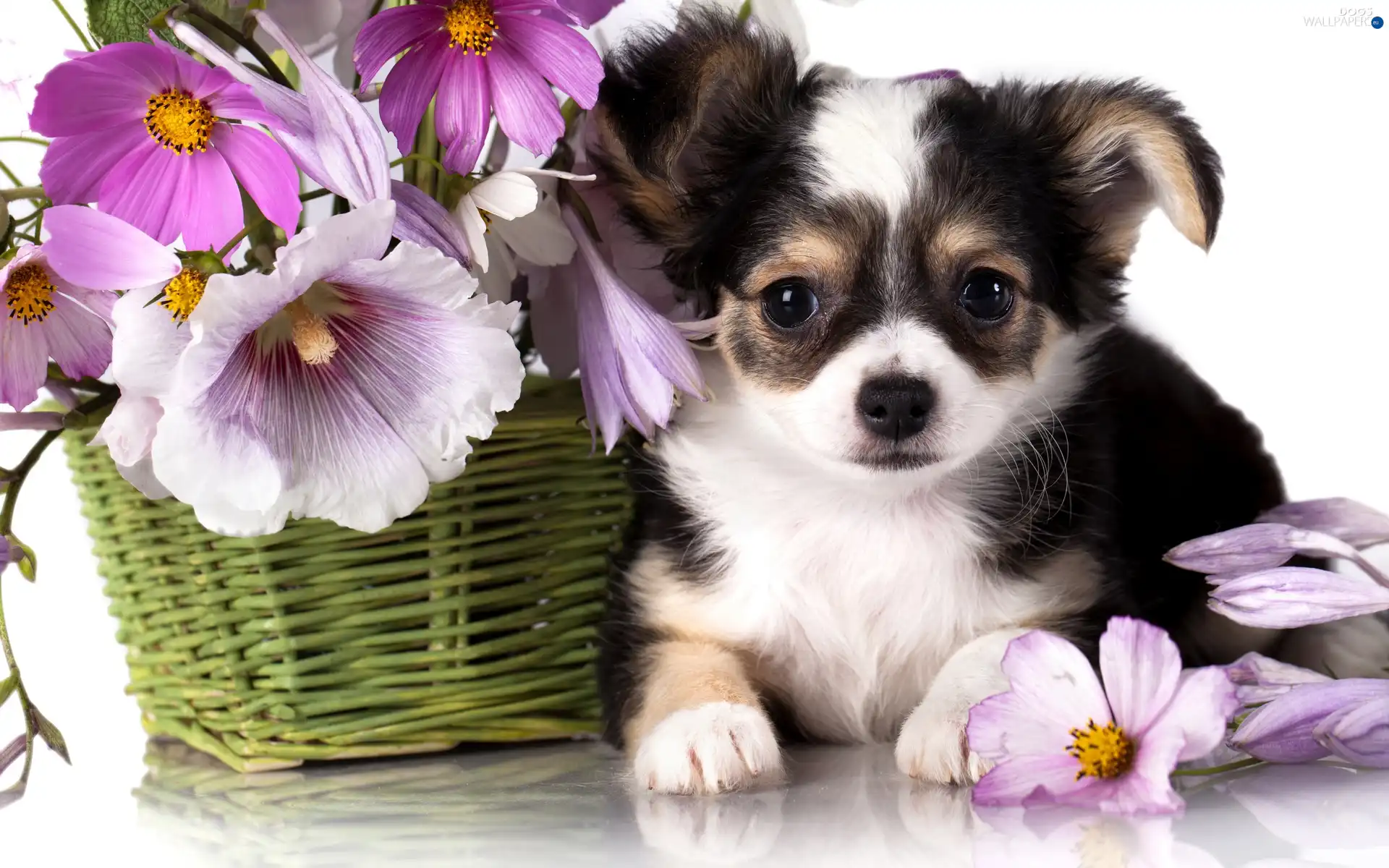 Flowers, basket, Chihuahua, Puppy