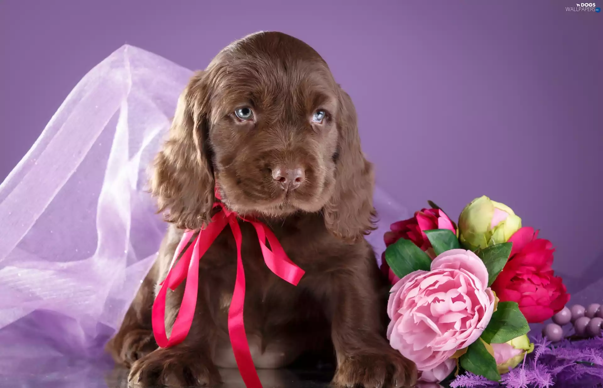 Cocker Spaniel, Puppy, Flowers