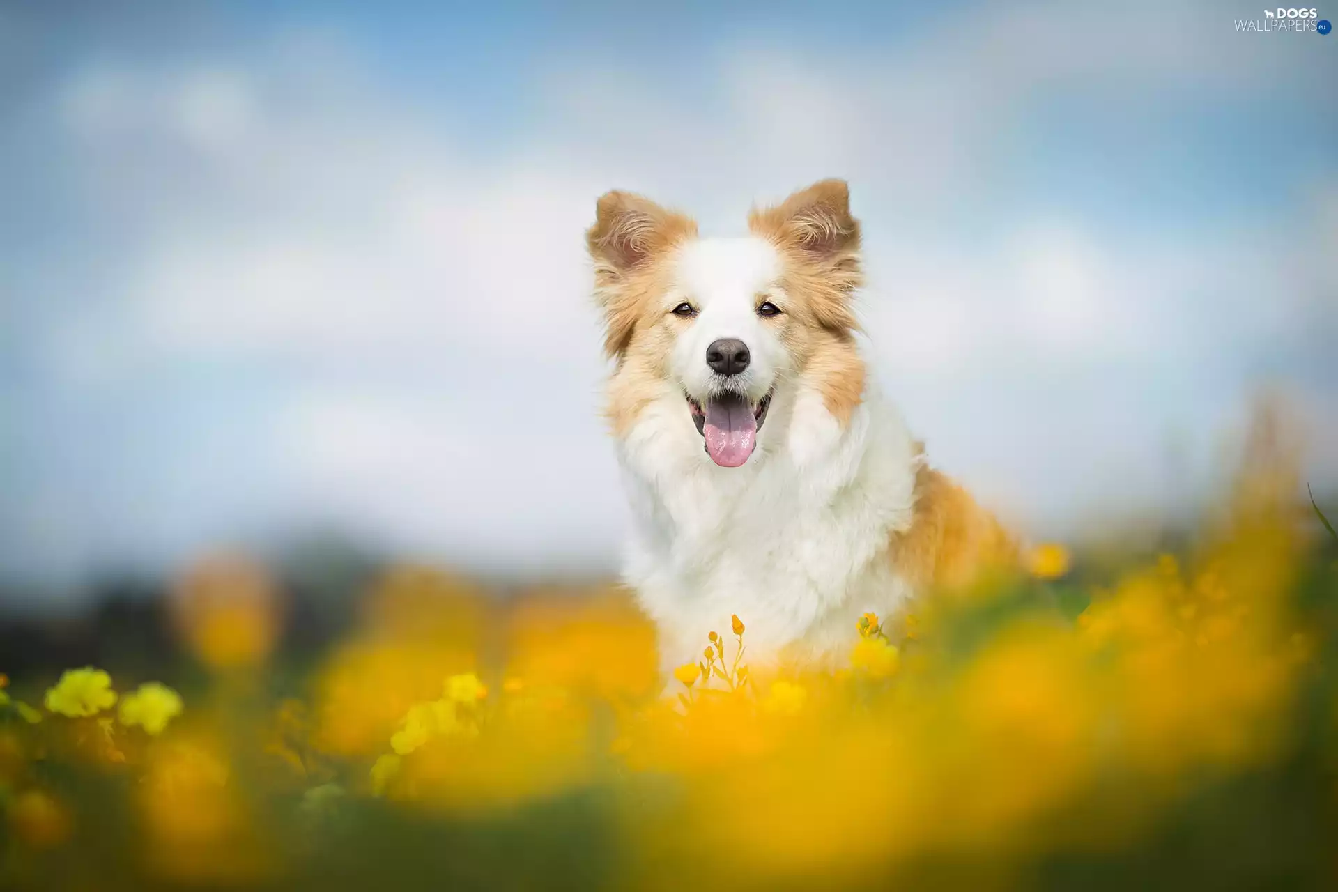 fuzzy, background, Meadow, Flowers, Border Collie