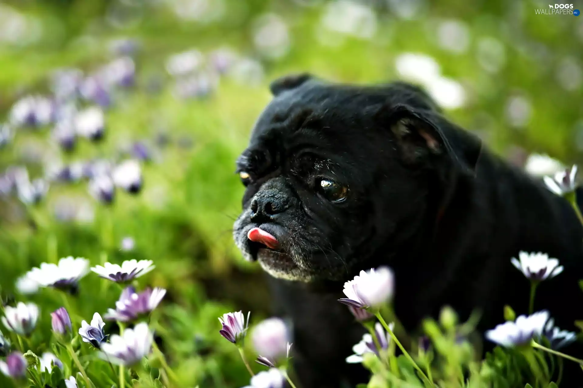 Meadow, Flowers, dog, pug, Black