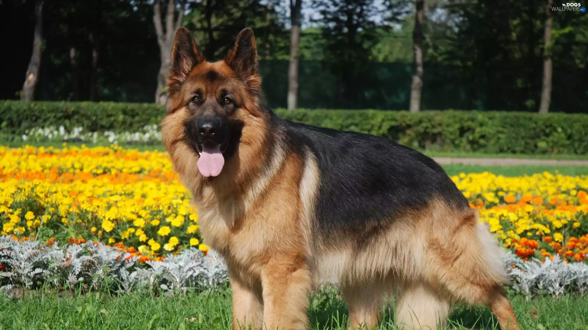 trees, viewes, german, Flowers, sheep-dog