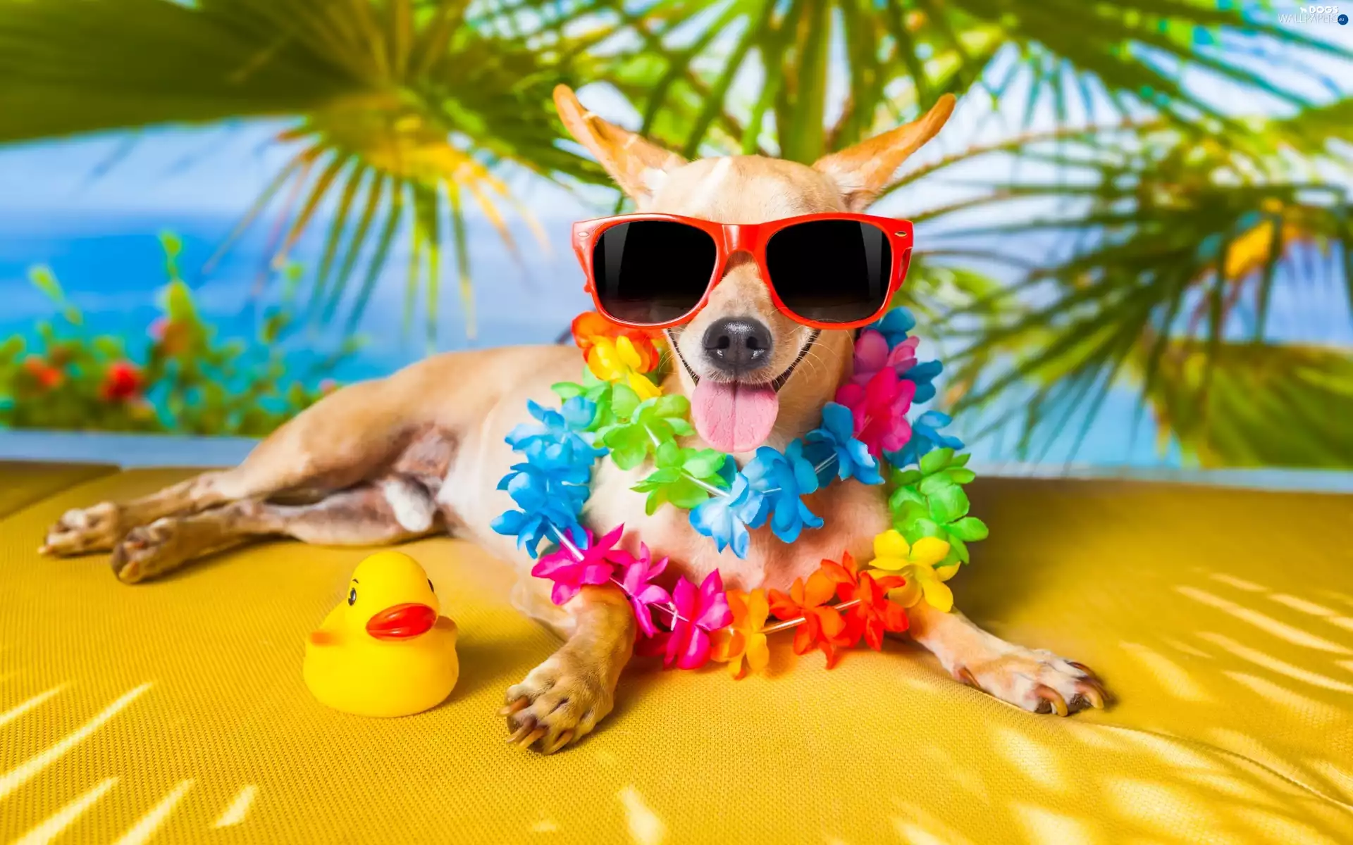 Flowers, Short-haired Chihuahua, holiday, Glasses, dog, Palms, Funny