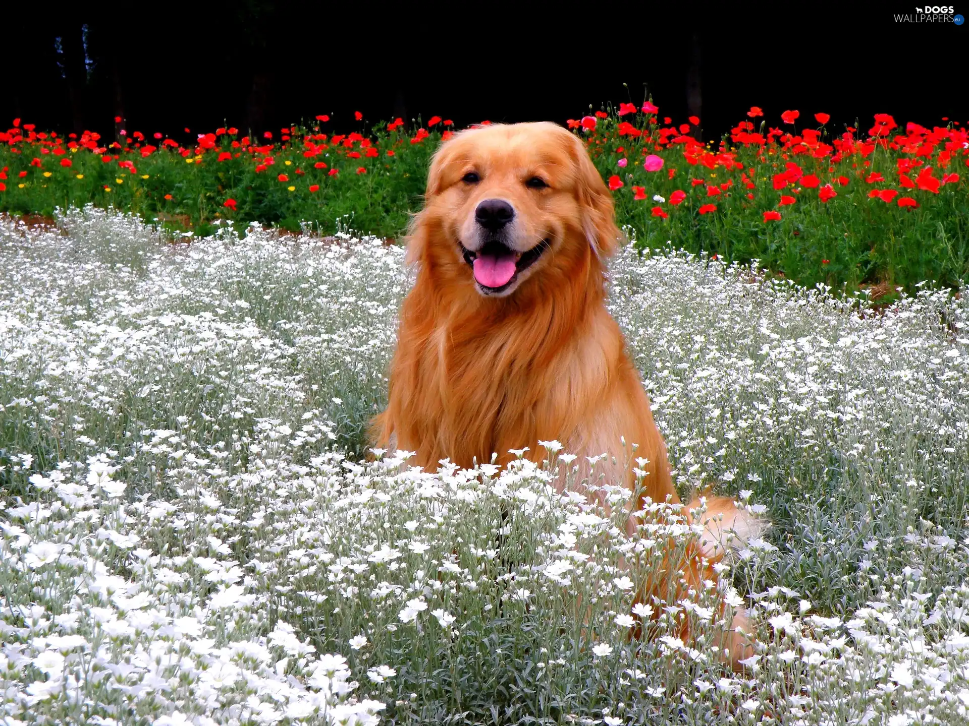 Flowers, retriever, dog, golden