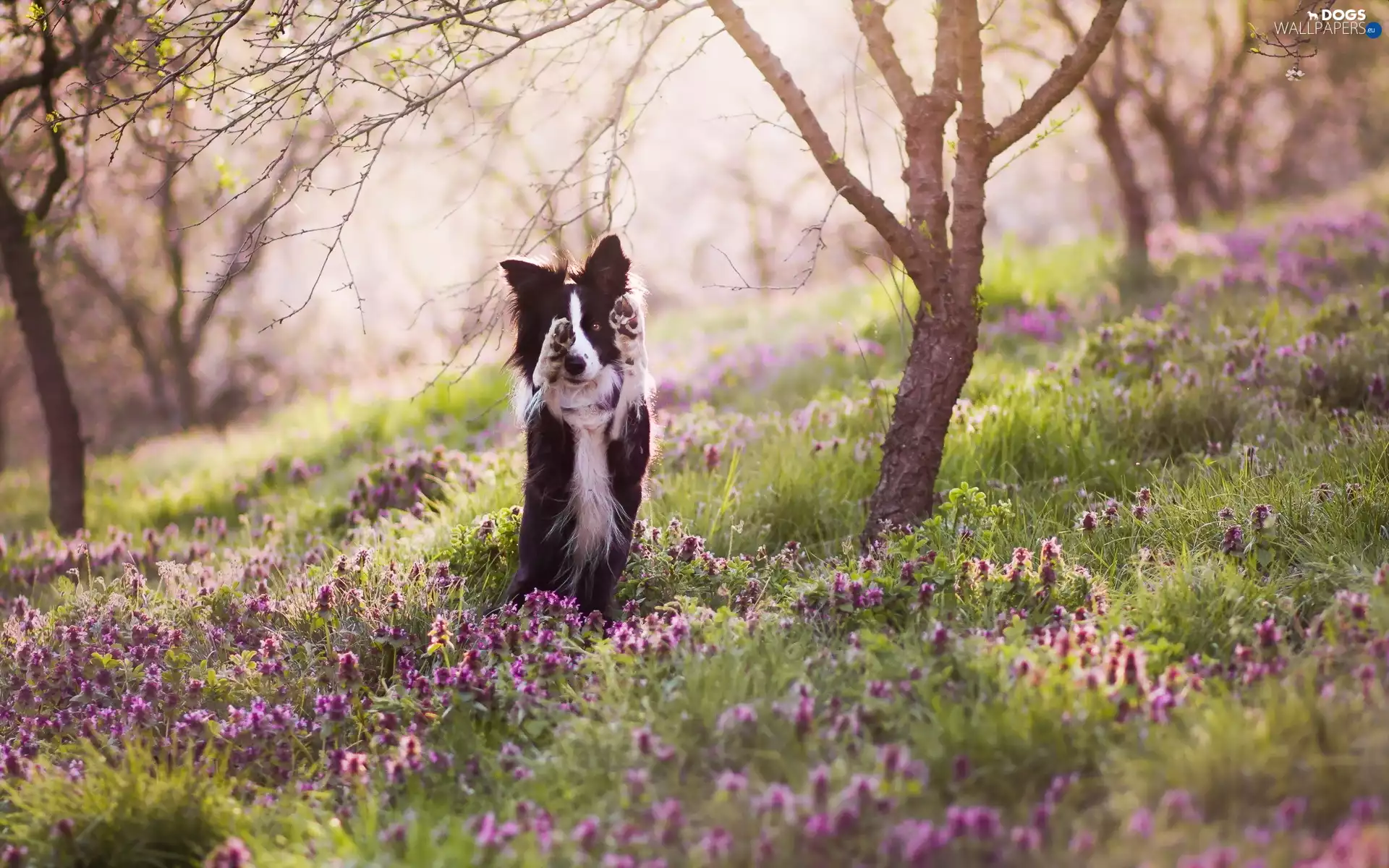 dog, trees, viewes, Flowers