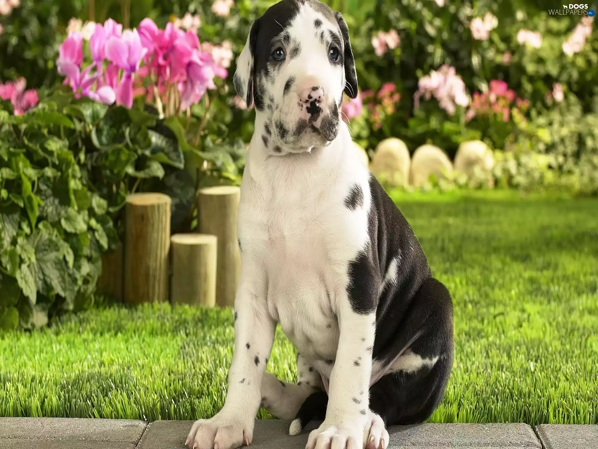 grass, Flowers, Dog, german, young